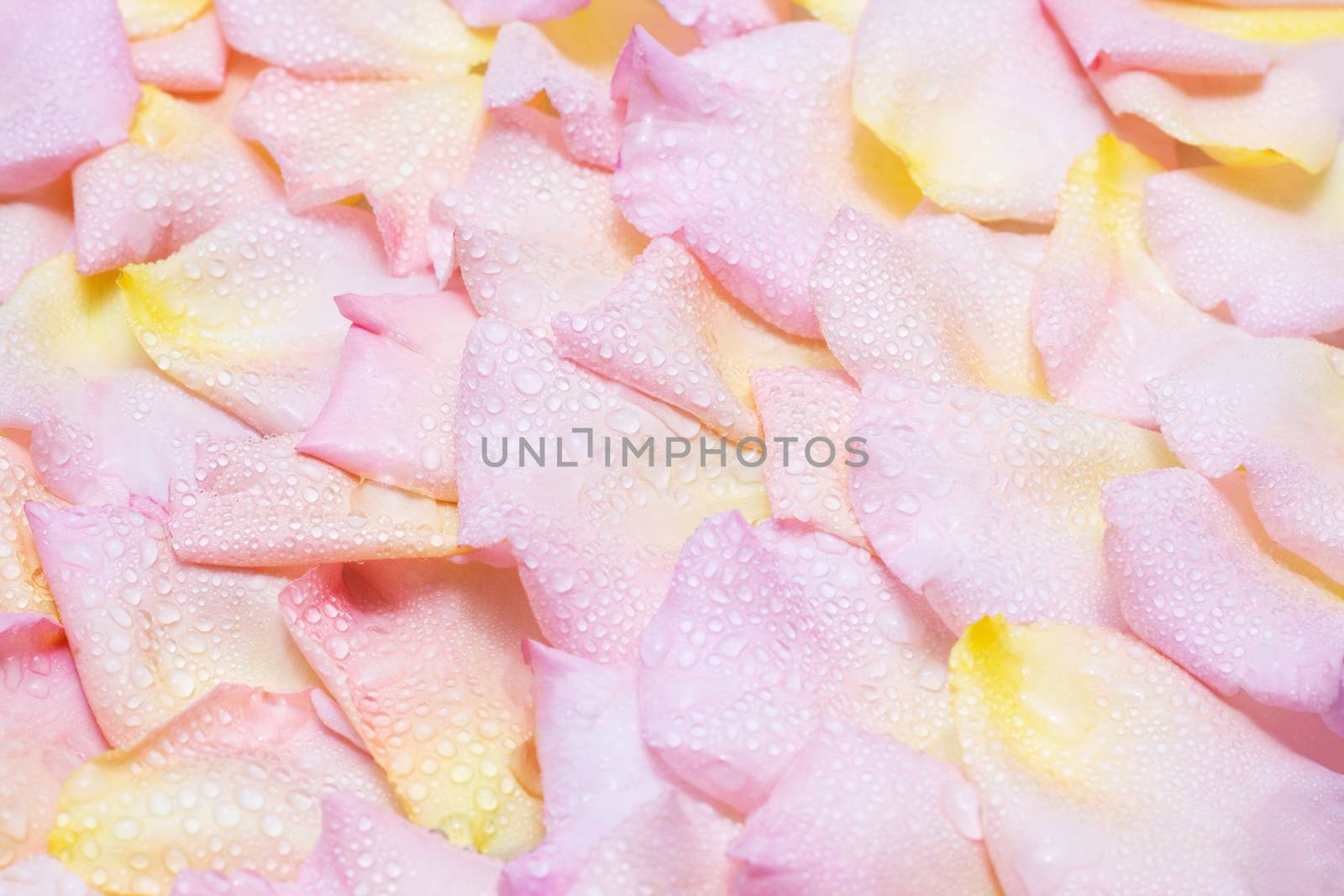 Rose petals with water droplets background
