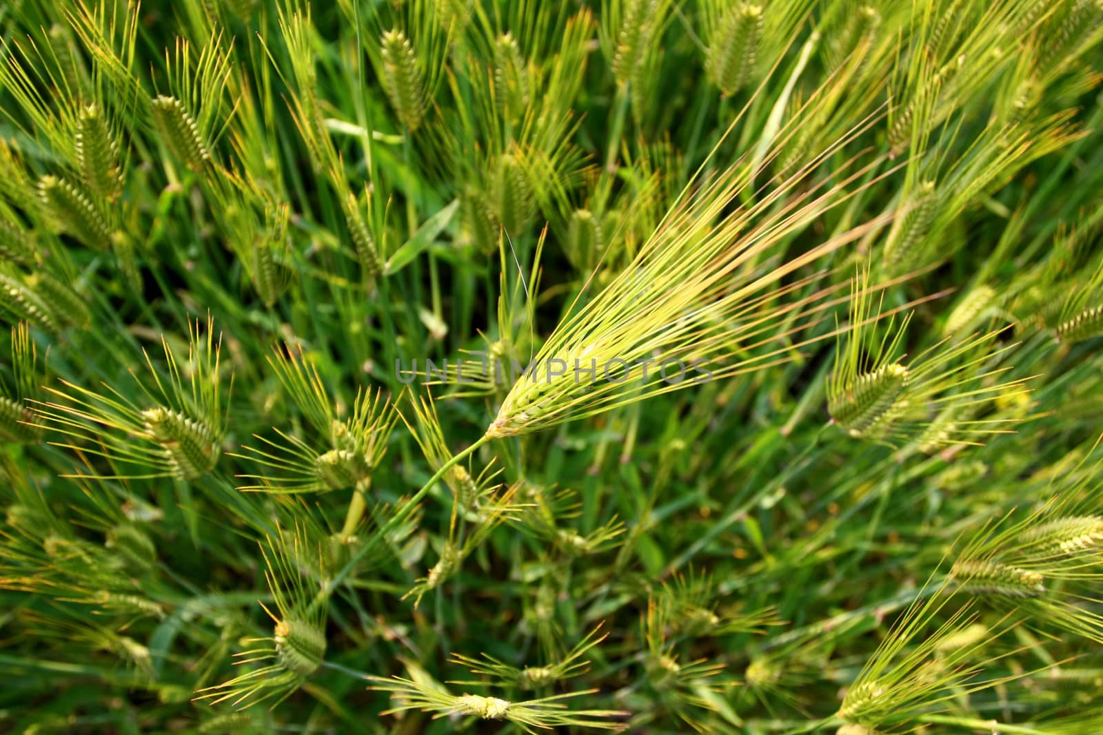 Green wheat field background by myyaym