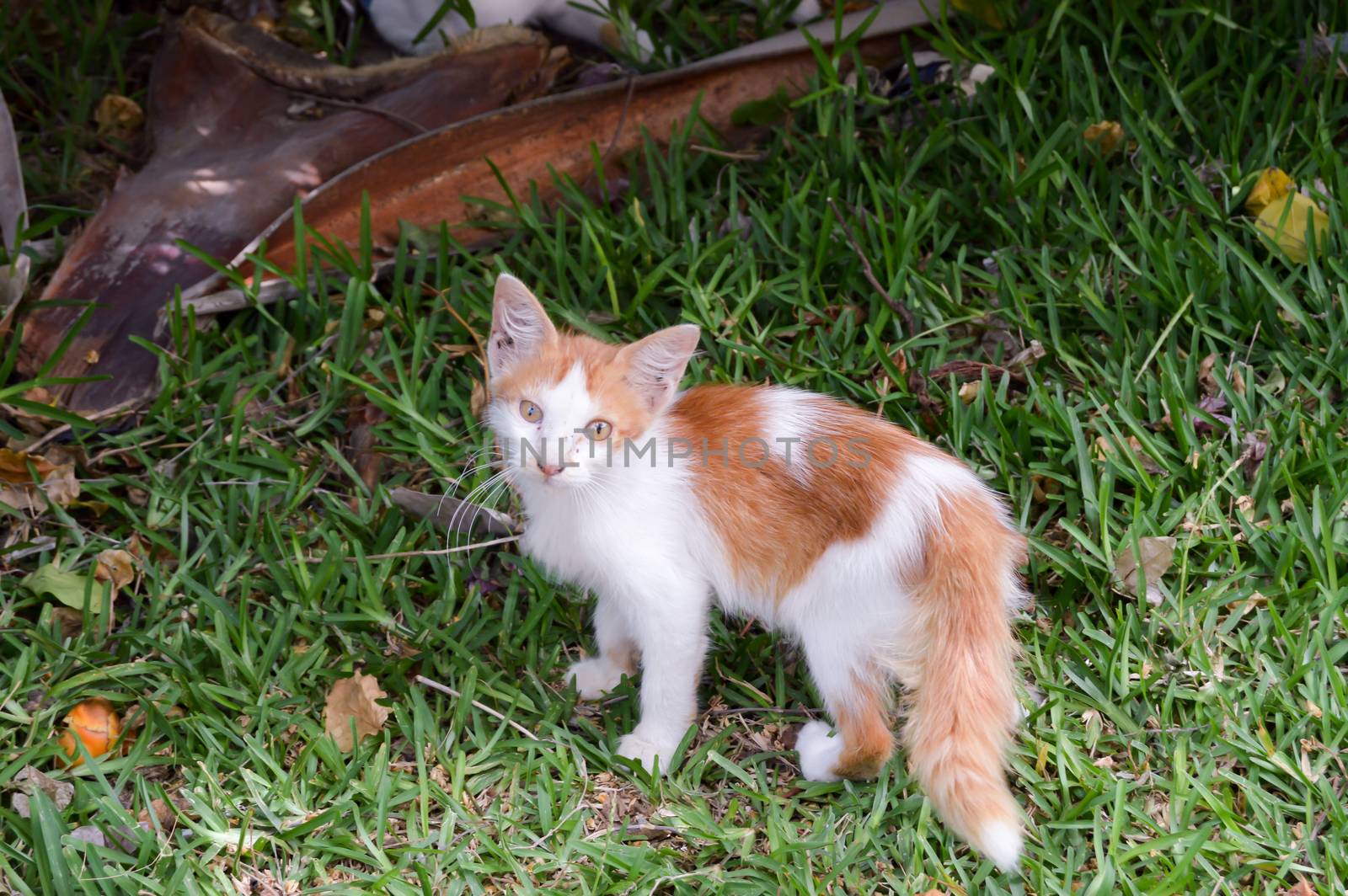 A very skinny kitten on a lawn in a street in Mombasa, Kenya