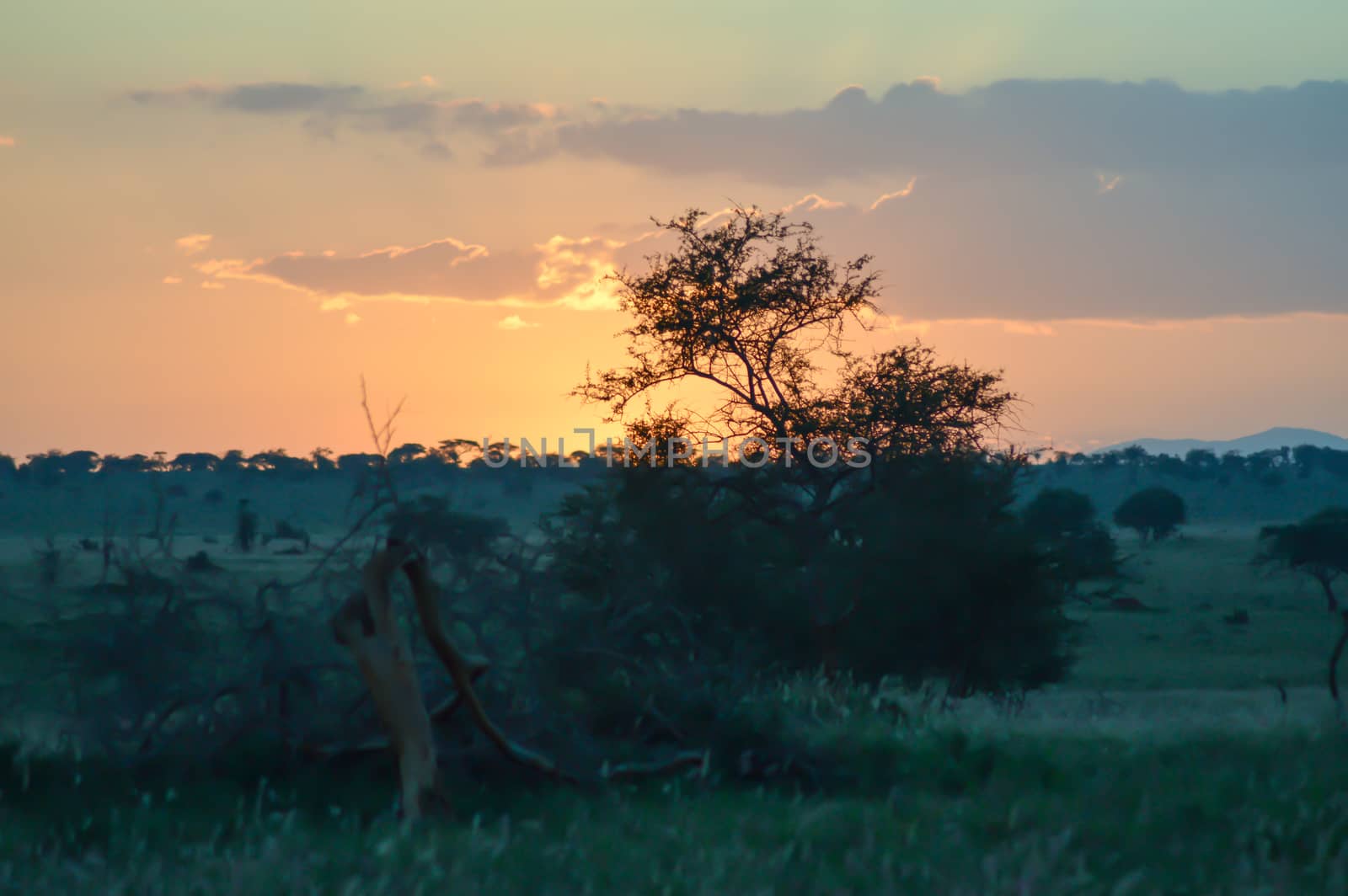 Sunset over the savanna of West Tsavo Park in Kenya