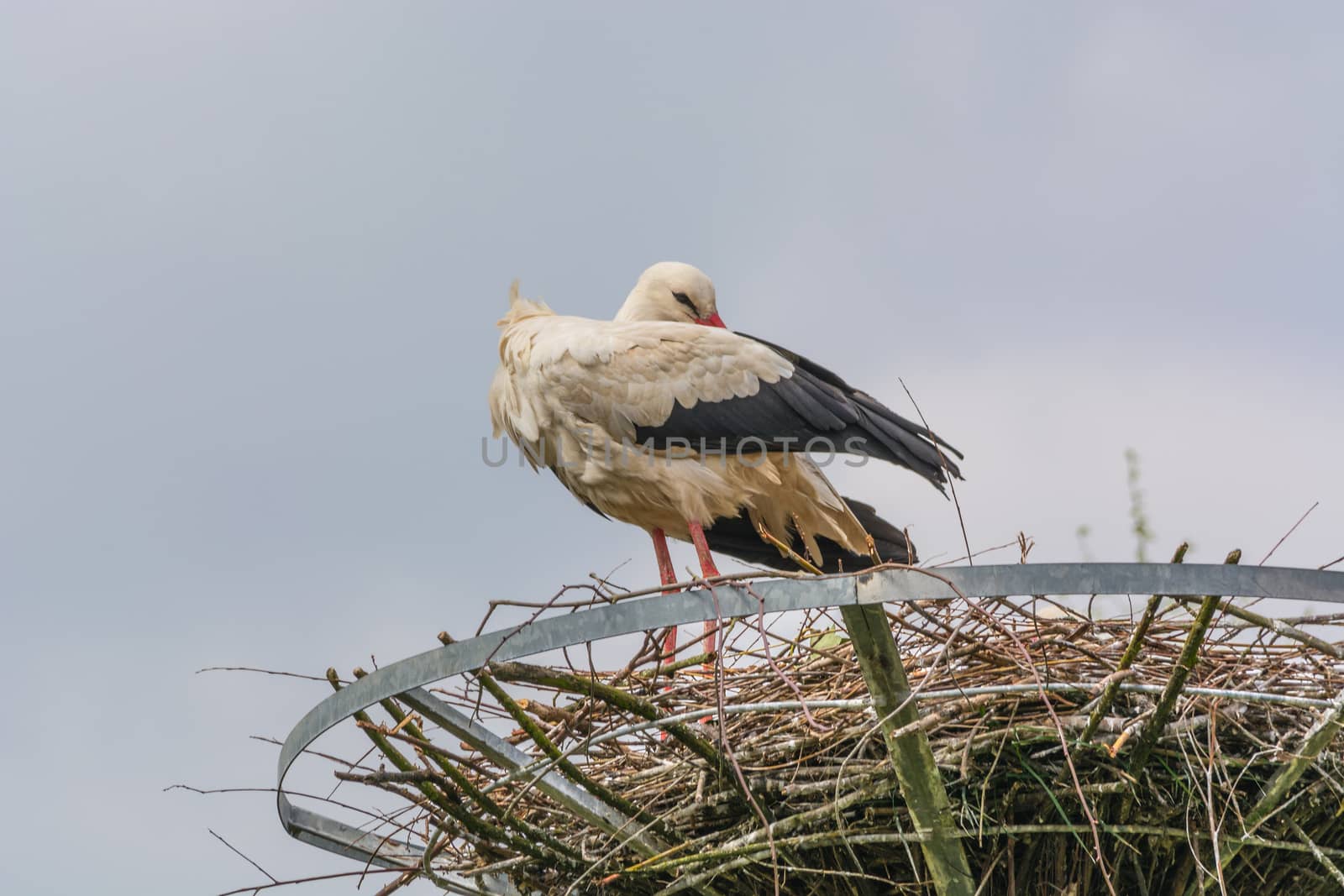 Two storks on the nest at the  nest building