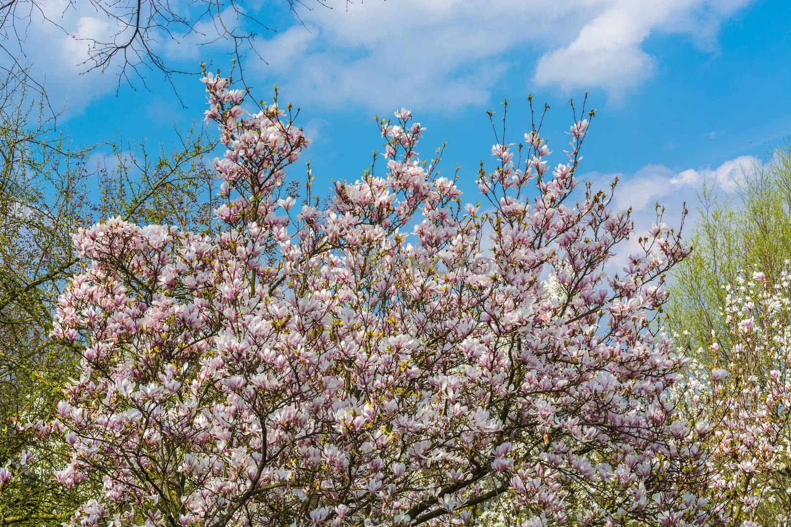 Beautiful fascinating spring scene with blue sky.