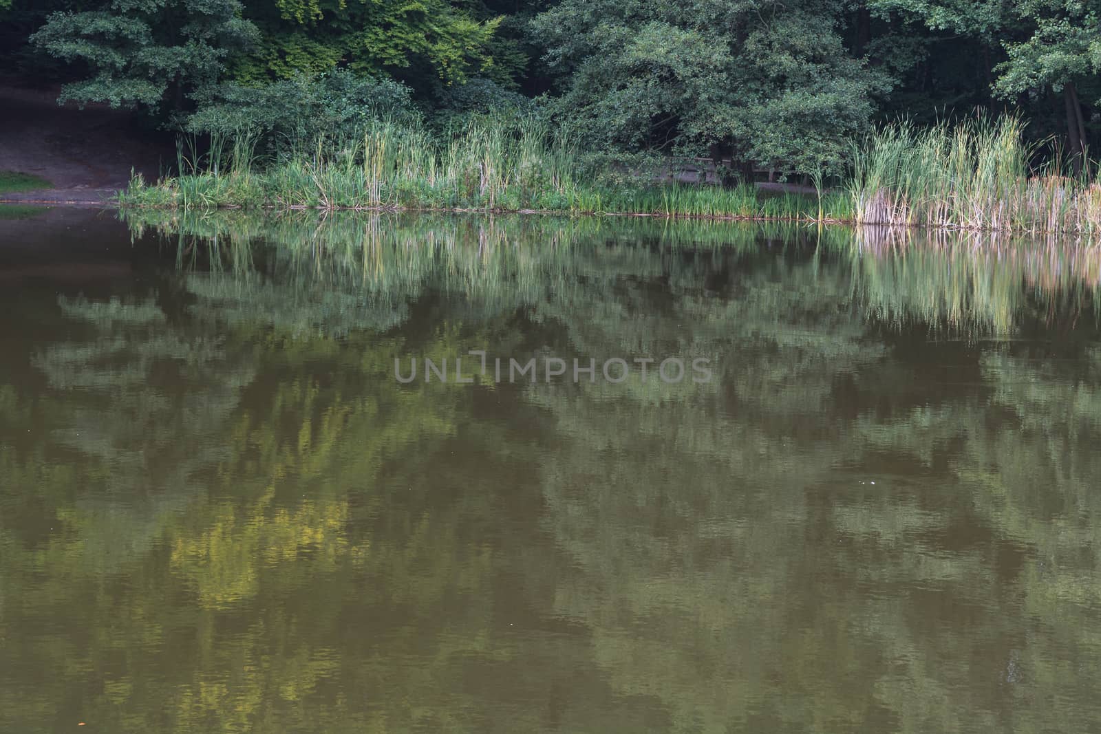 Idyllic calm pond landscape in the forest. Trees and plants are reflected in the water.