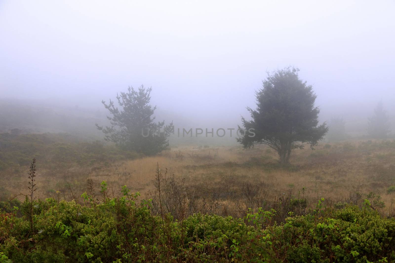 Foggy morning in California. USA, Half Moon Bay