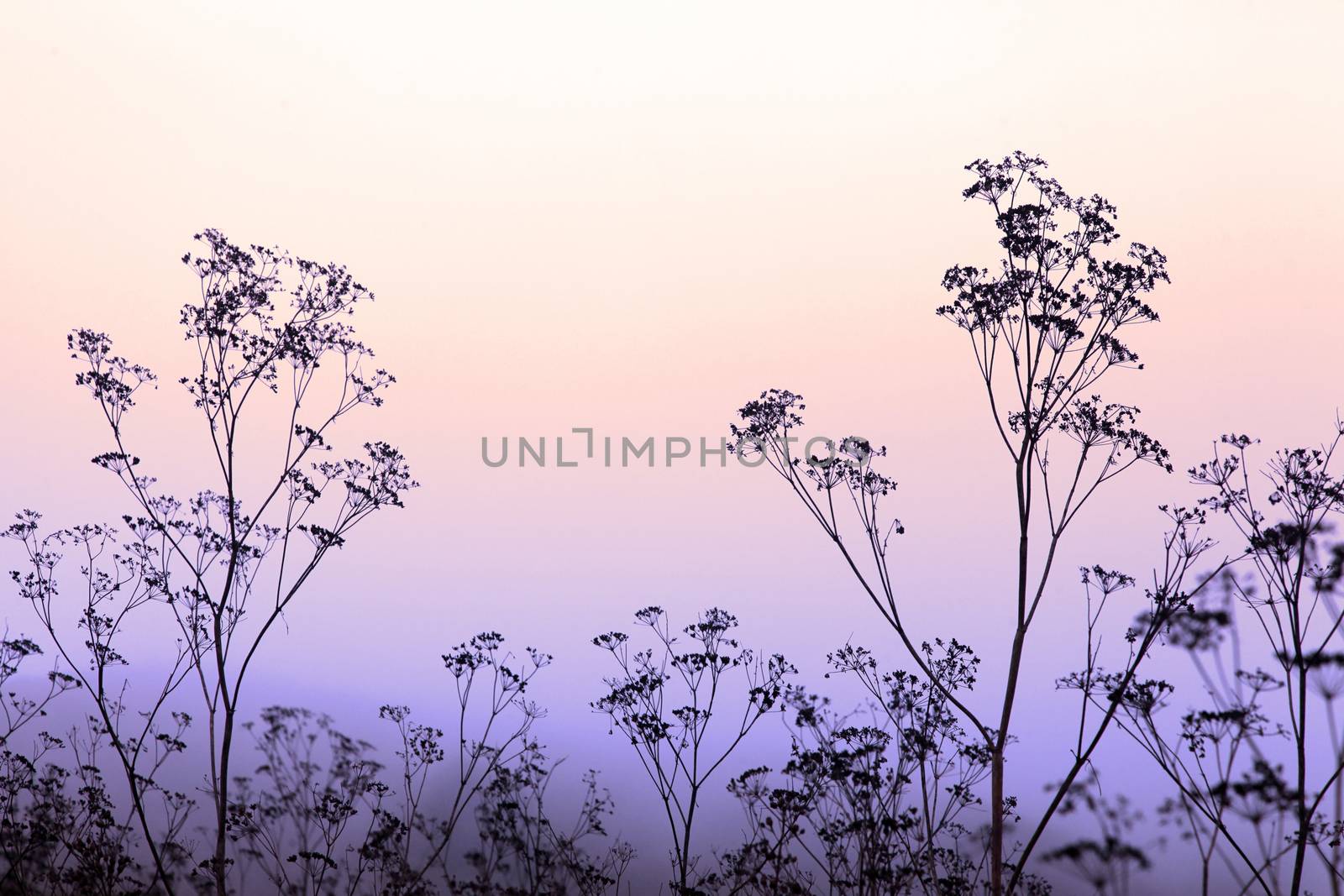 The Sun Shining Through Silhouettes plants