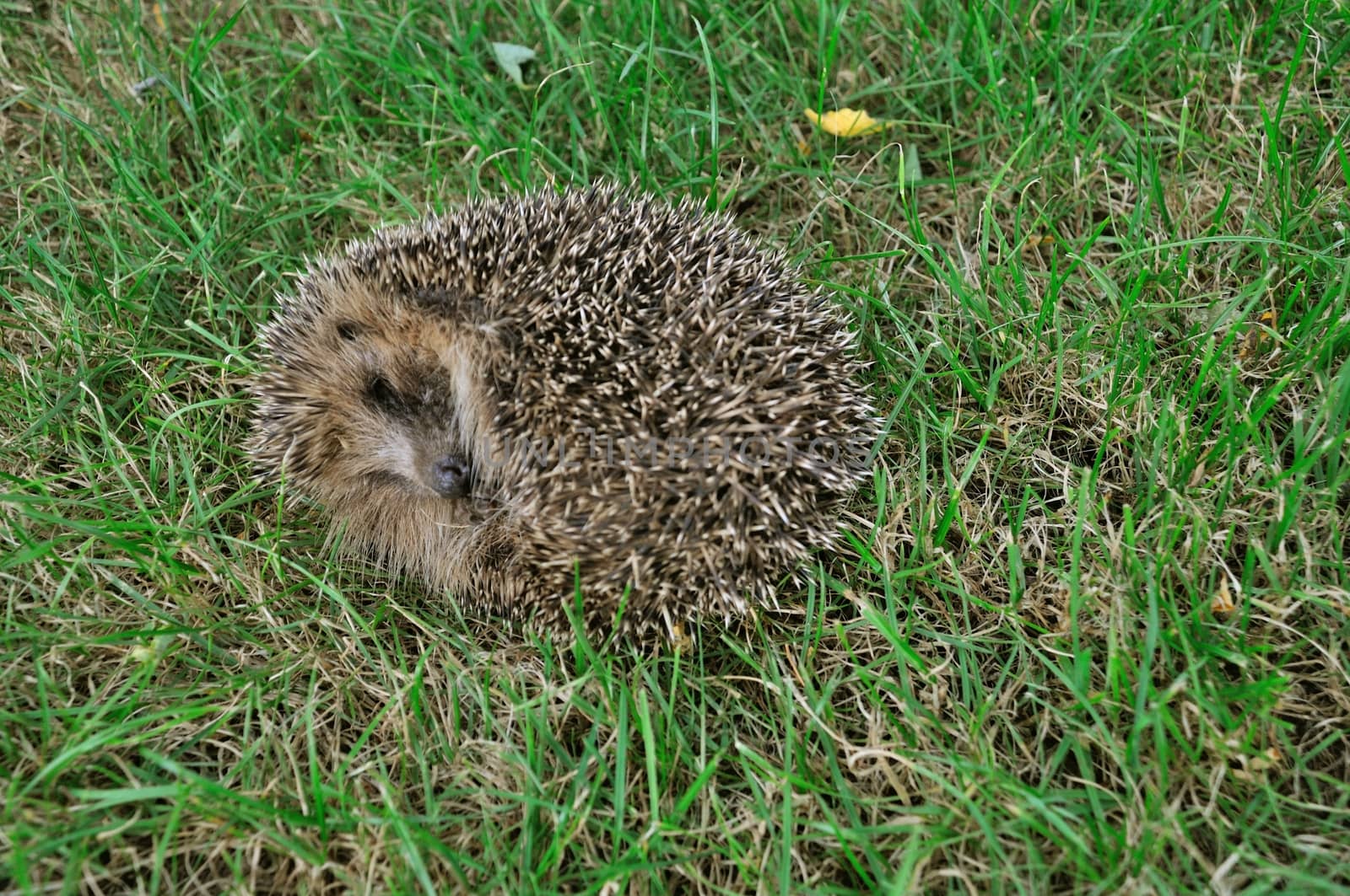 Hedgehog in a meadow by BZH22