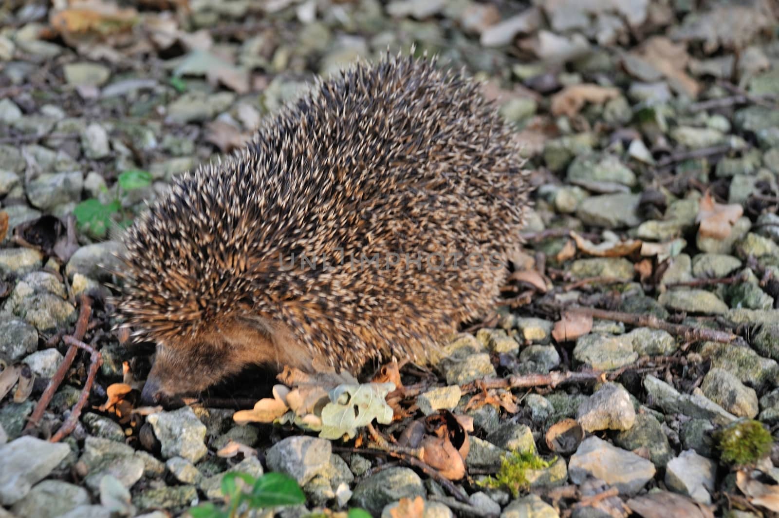 Hedgehog in the driveway of a garden by BZH22