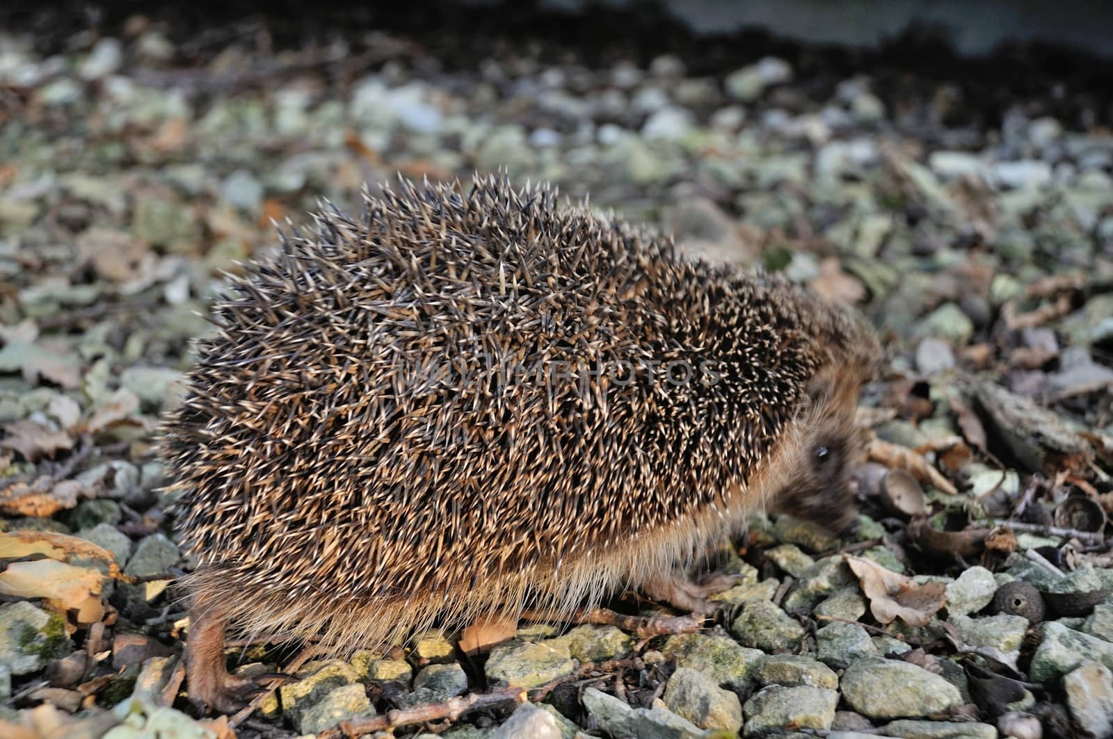 Hedgehog in the driveway of a garden