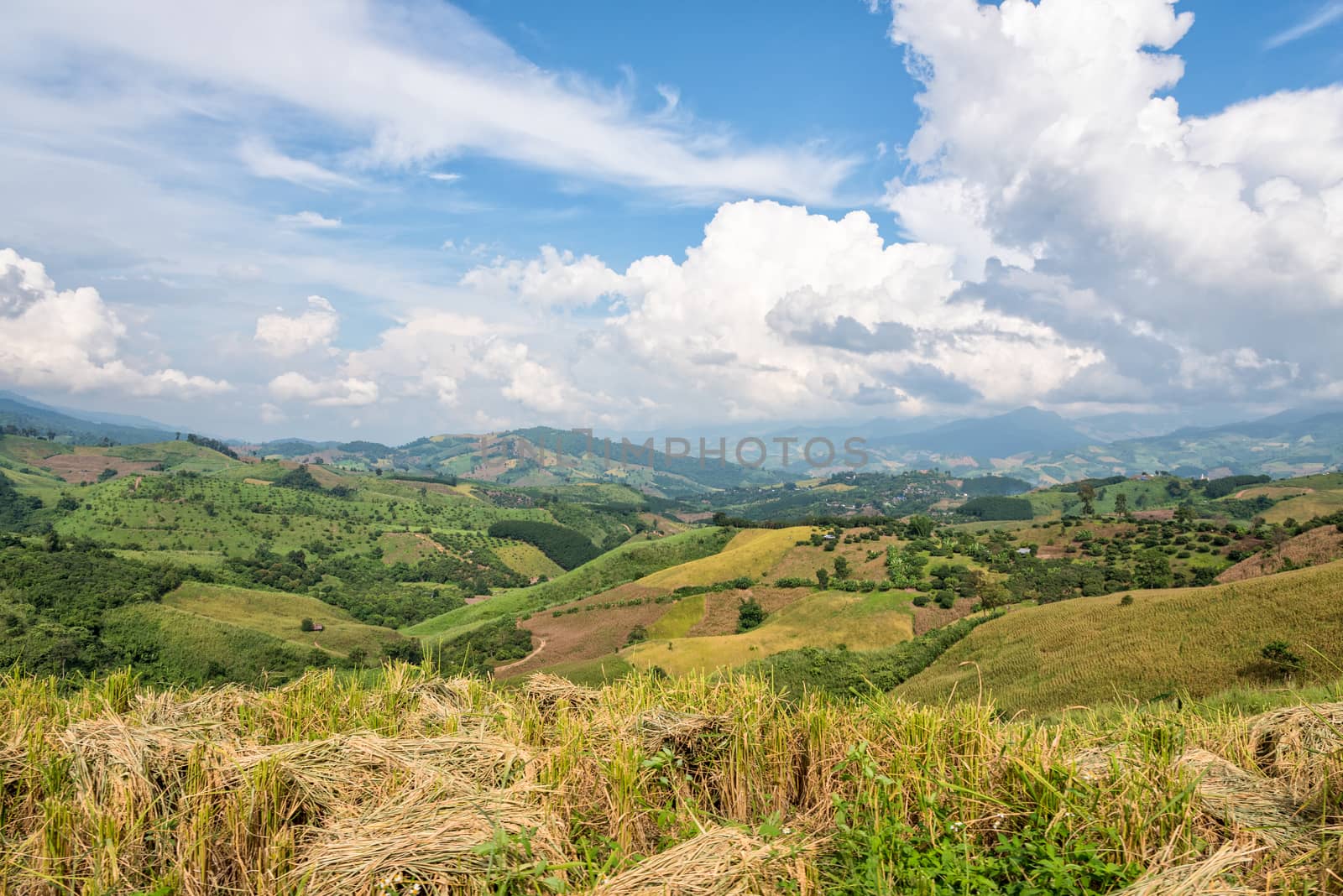 Beautiful landscape of rice farmland on the foothill in northern Thailand