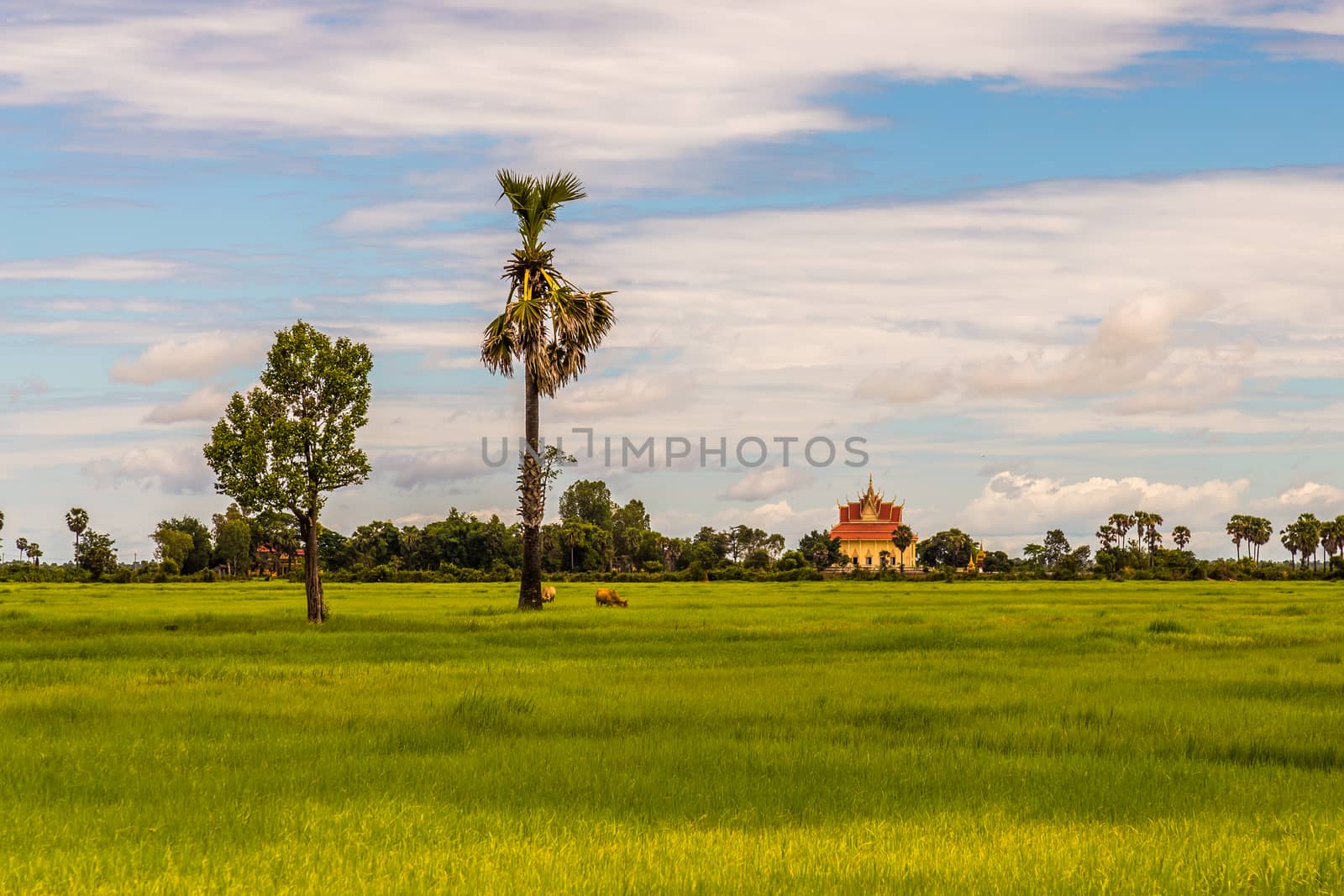 Flat rice fields in Cambodia with a temple in the background