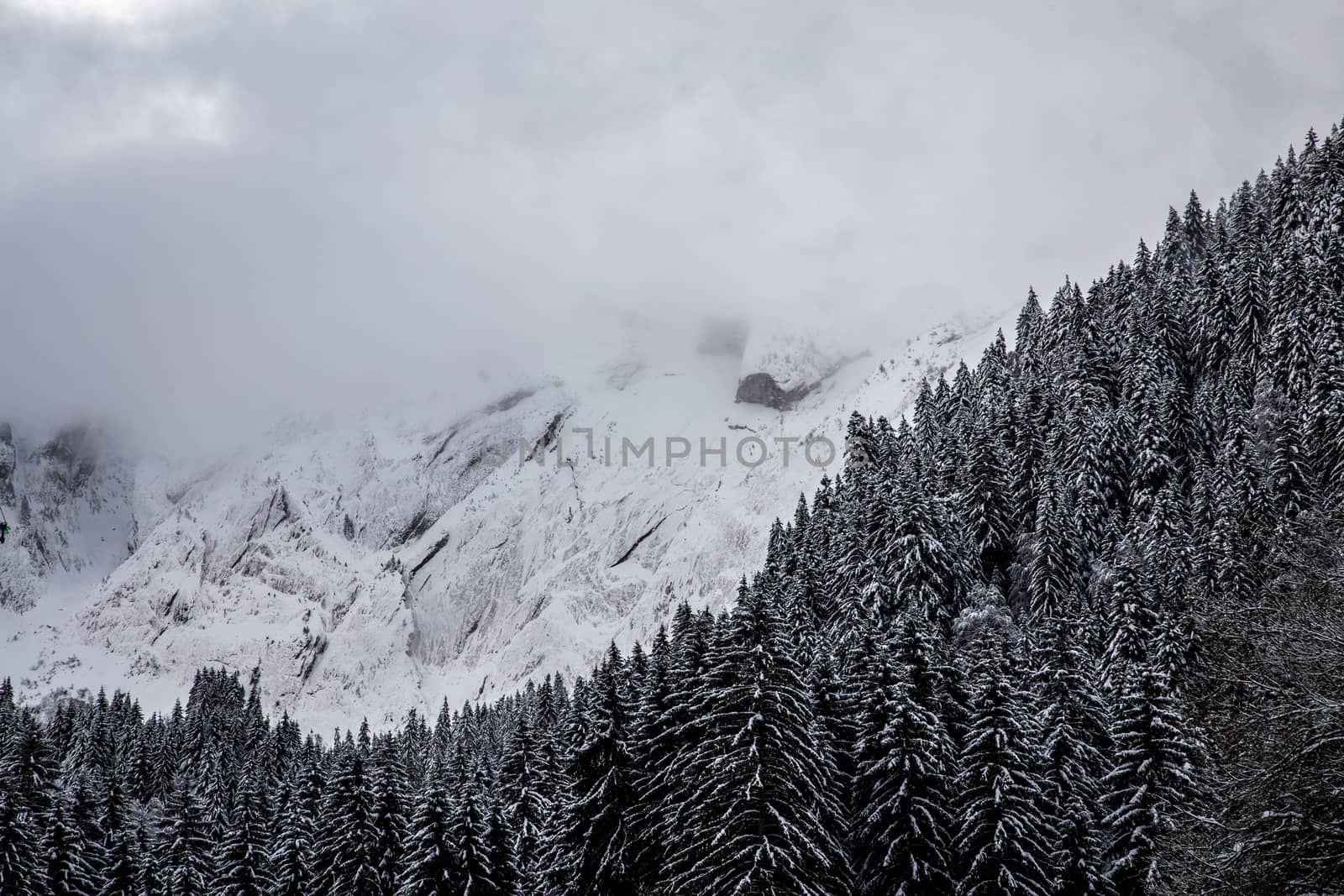 Tree line with a snowy mountain range behind