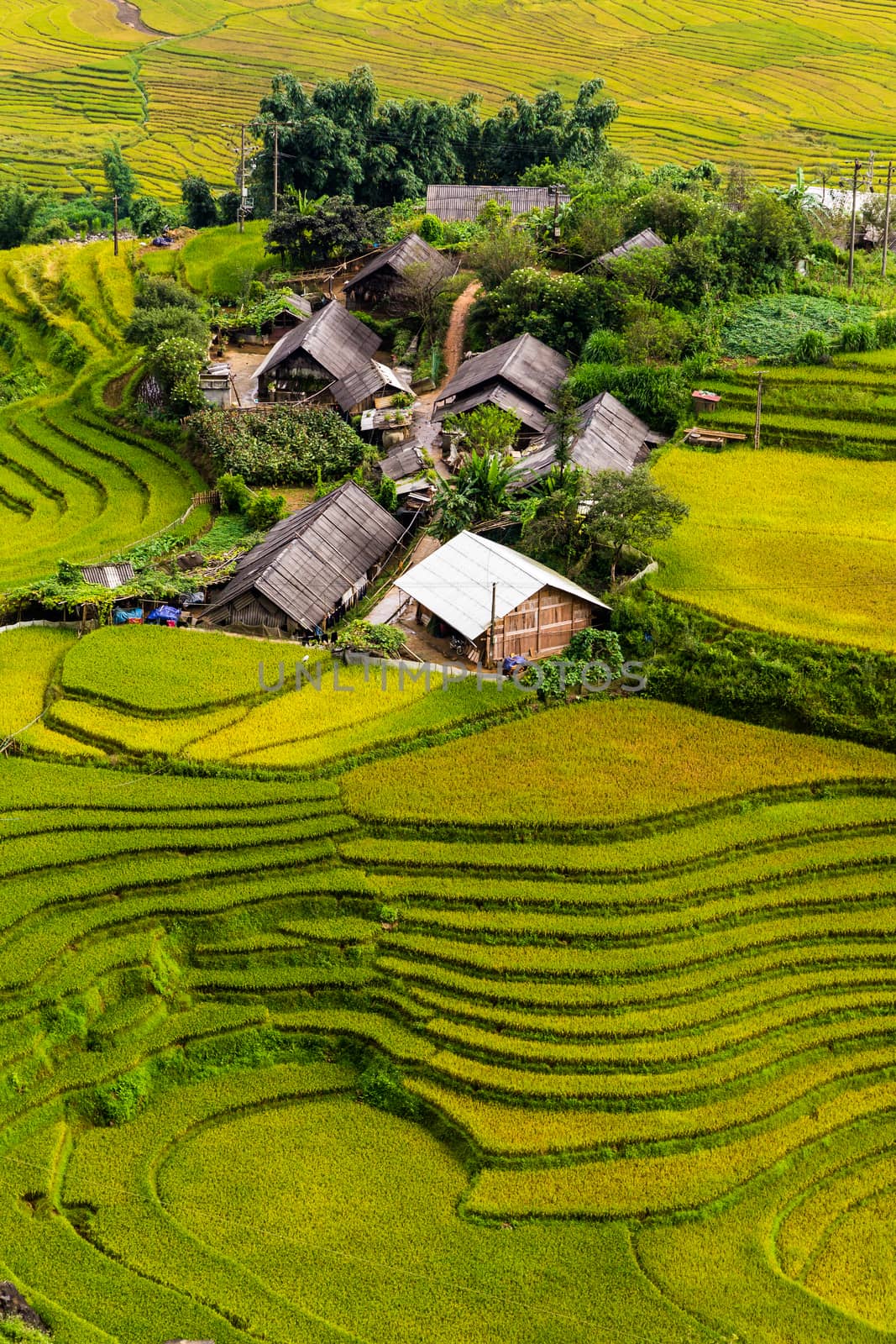 Green rice paddy fields with a small village in the center