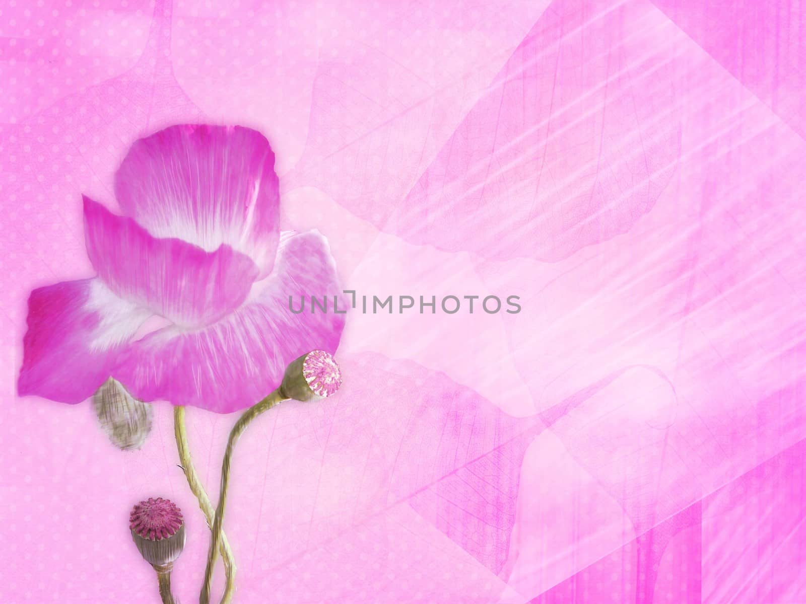 pink background by elena_vz