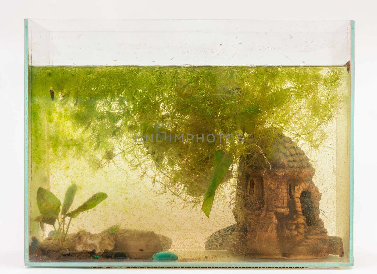 Overgrown algae aquarium on a white background