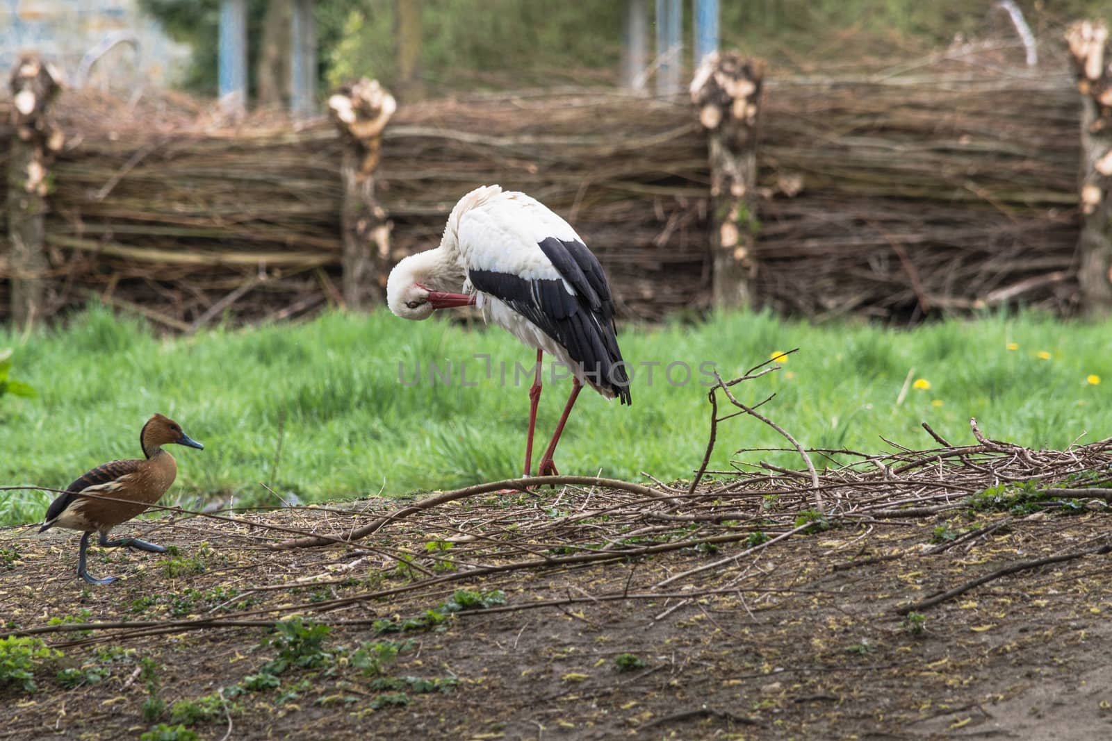 Adult Stork in nature by JFsPic