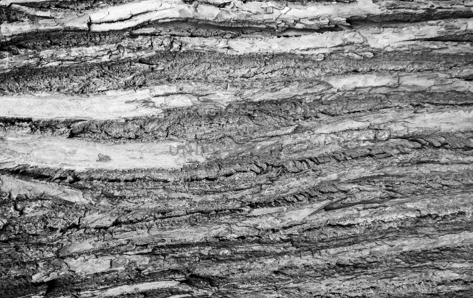 Monochrome old wood texture rough bark of the tree lying on the ground