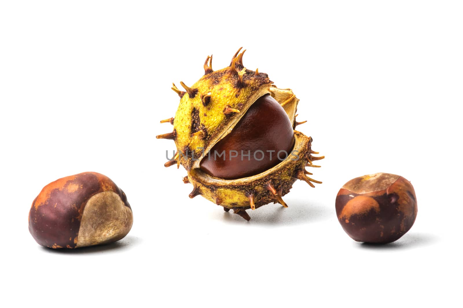 Chestnut fruit half open and nuts on white background by dpetrakov