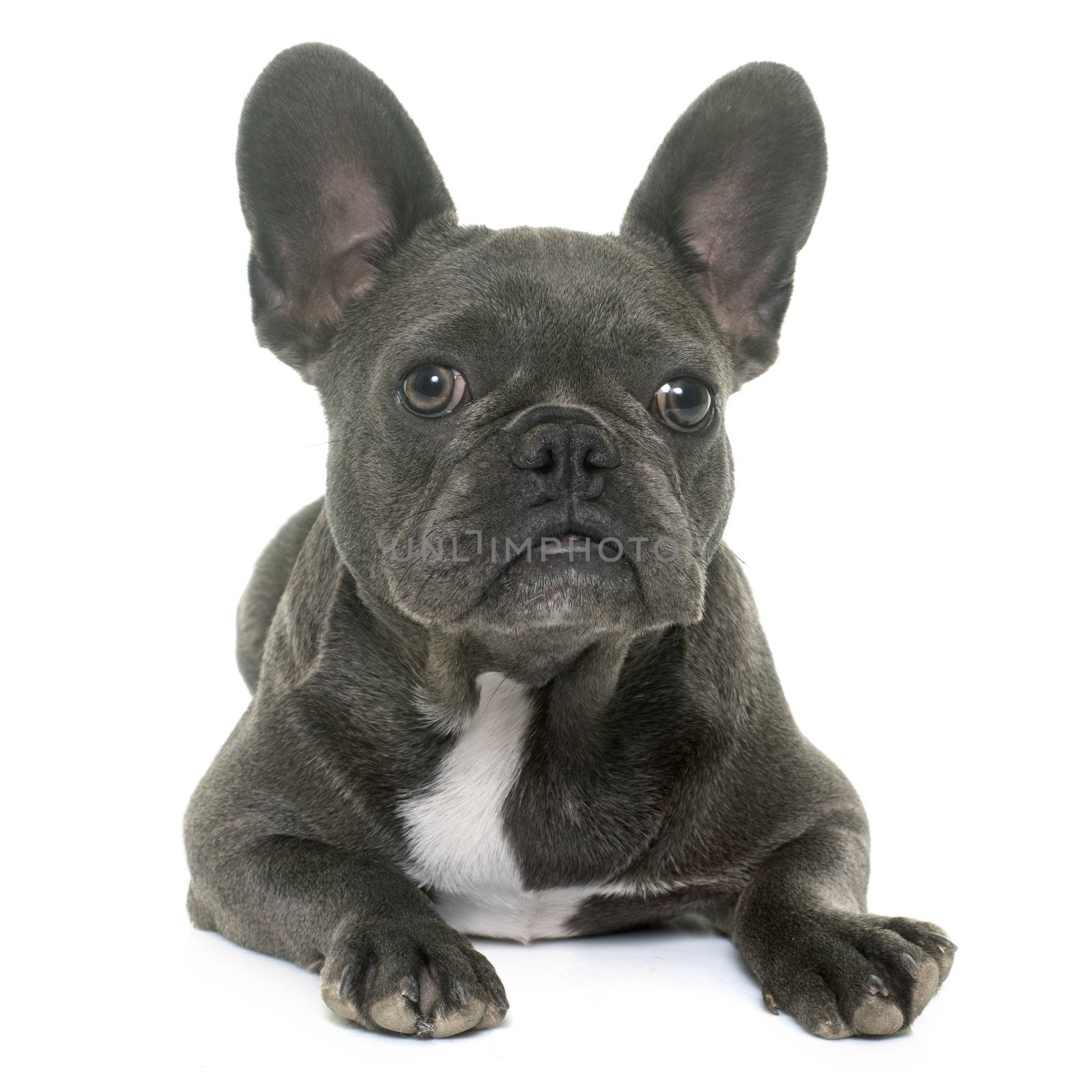 puppy french bulldog in front of white background