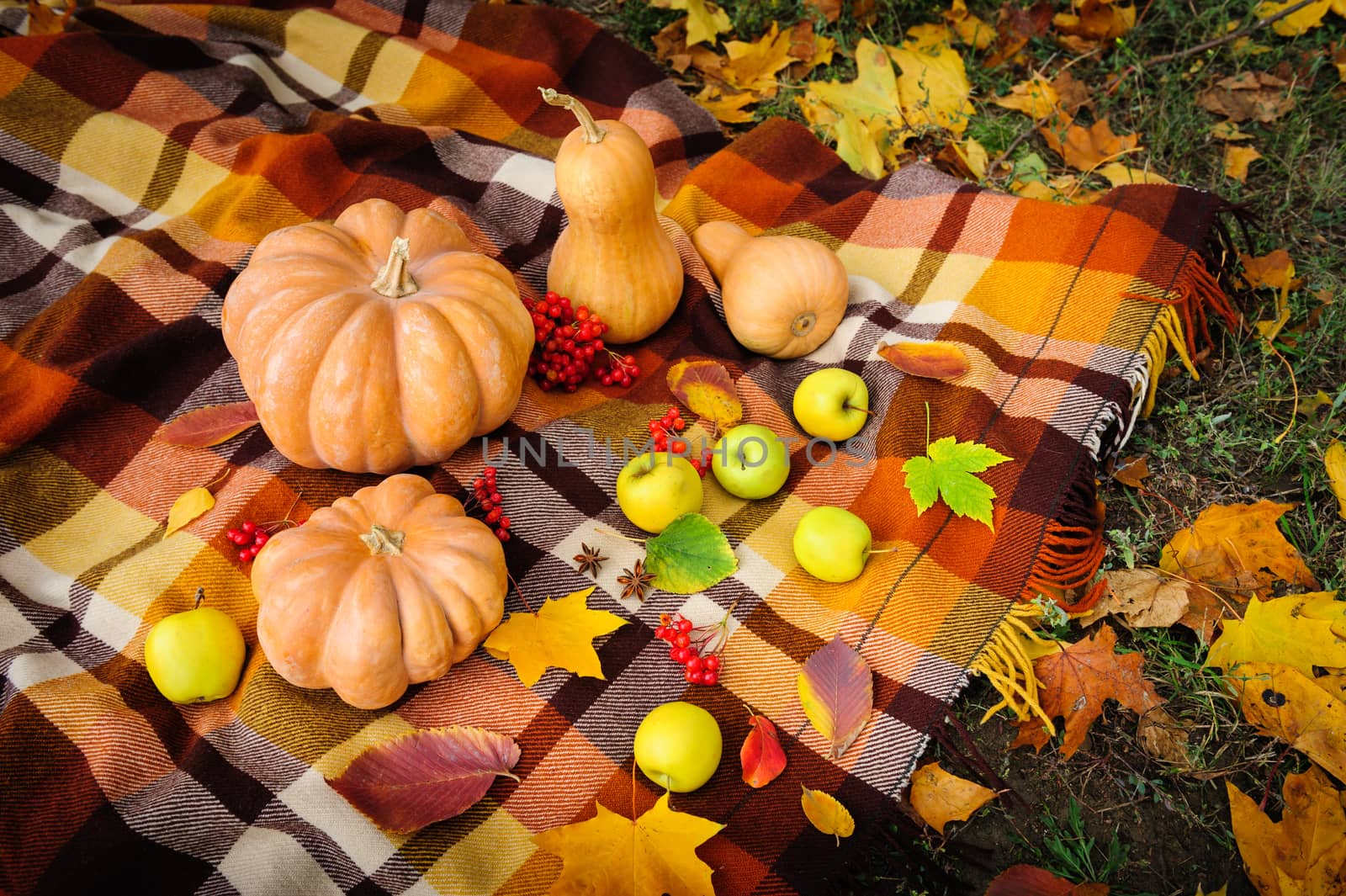 Typical autumn thanksgiving still life with blanket, pumpkins, apples, berries and coffee cups