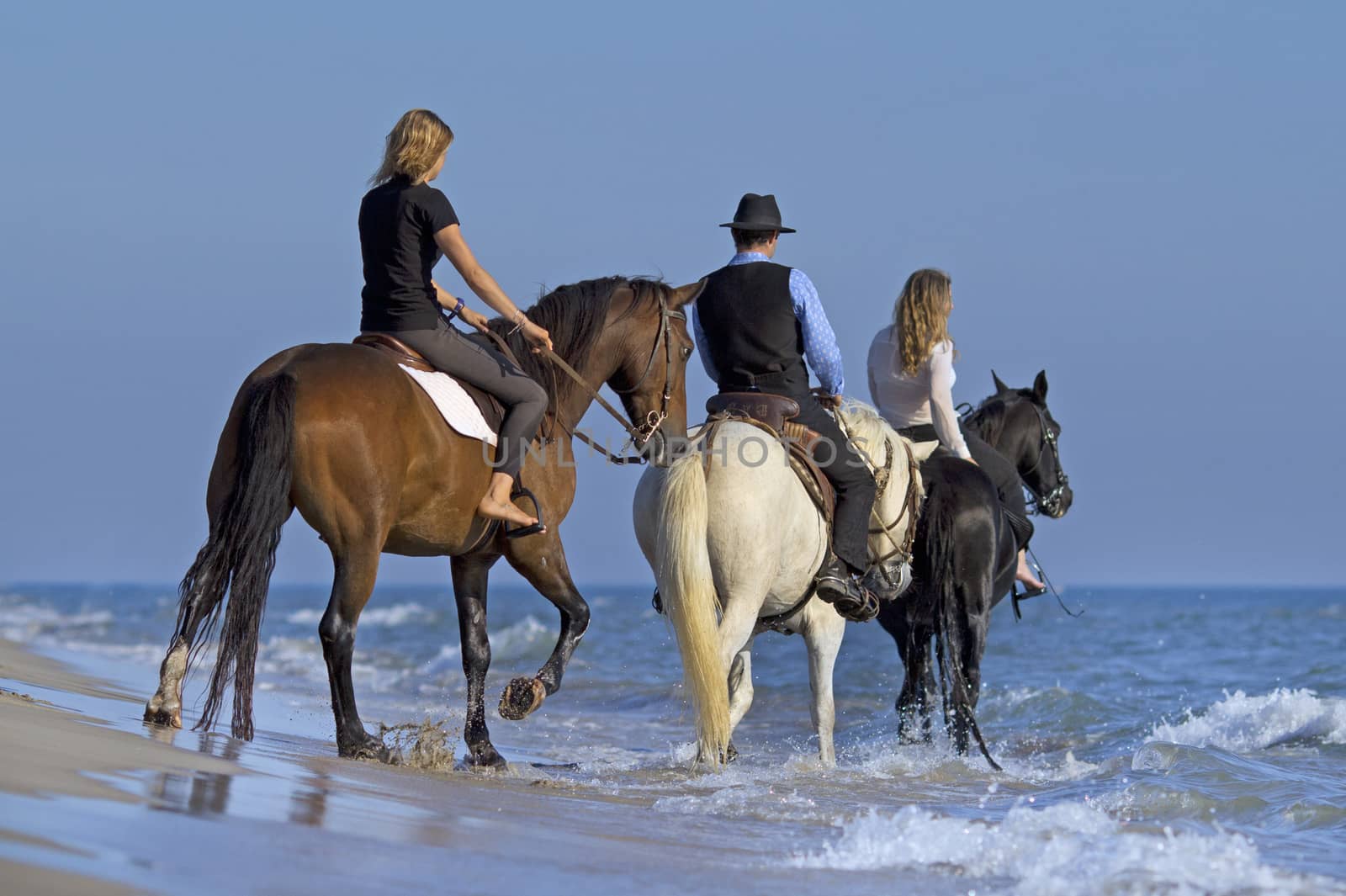 horse riders walking in the sea in evening