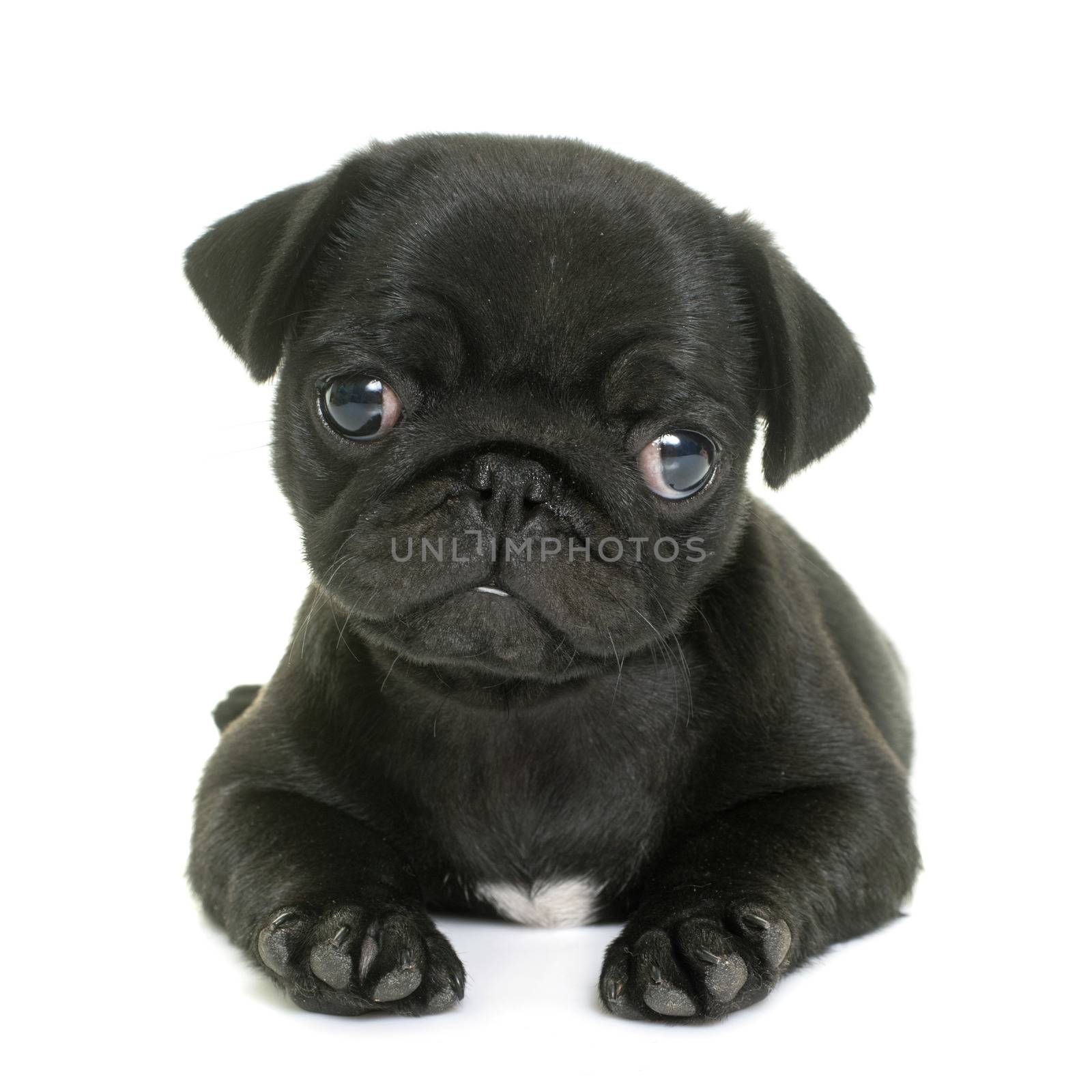 puppy black pug by cynoclub