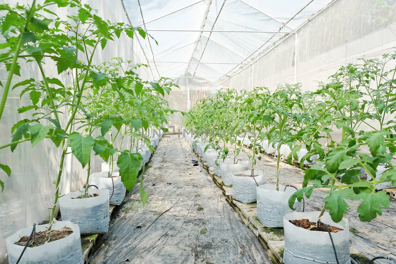 Plant nursery of organic vegetable