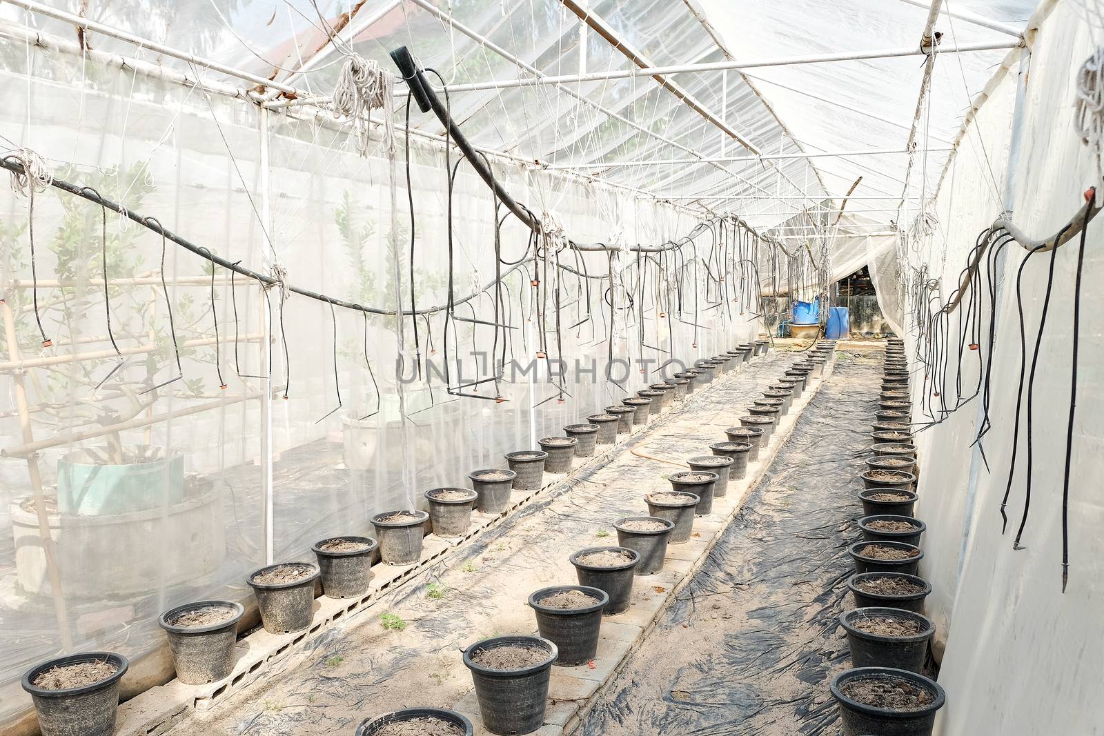 greenhouse, plant nursery