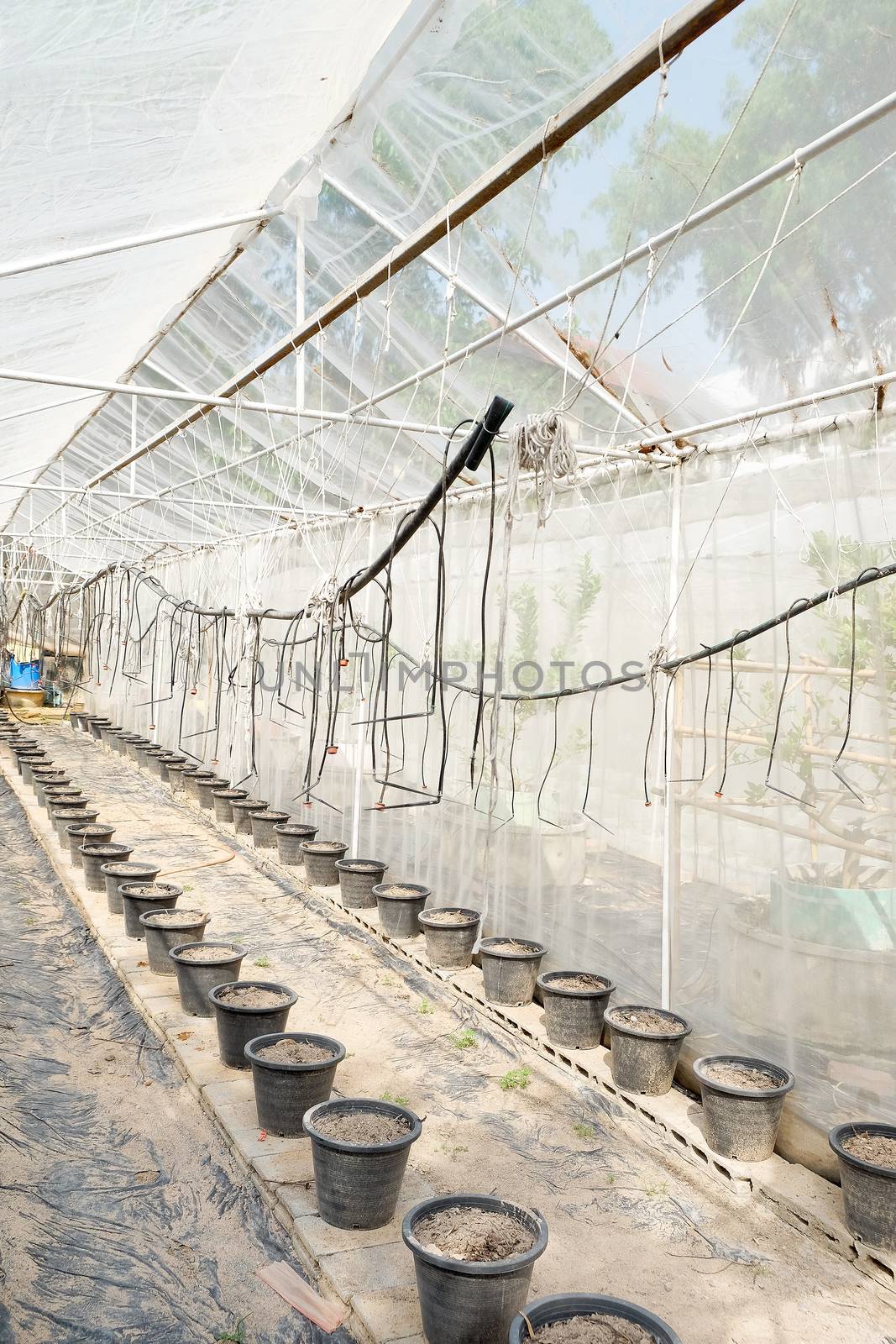 greenhouse, plant nursery