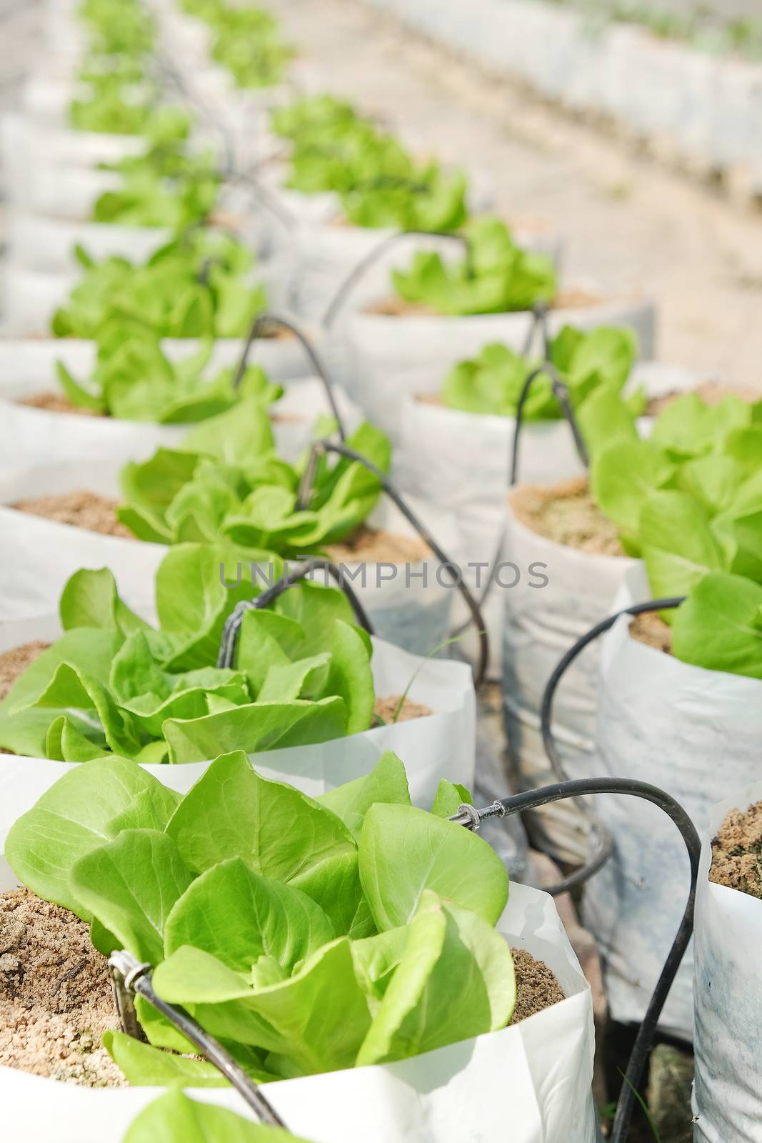 Young plants growing in nursery.