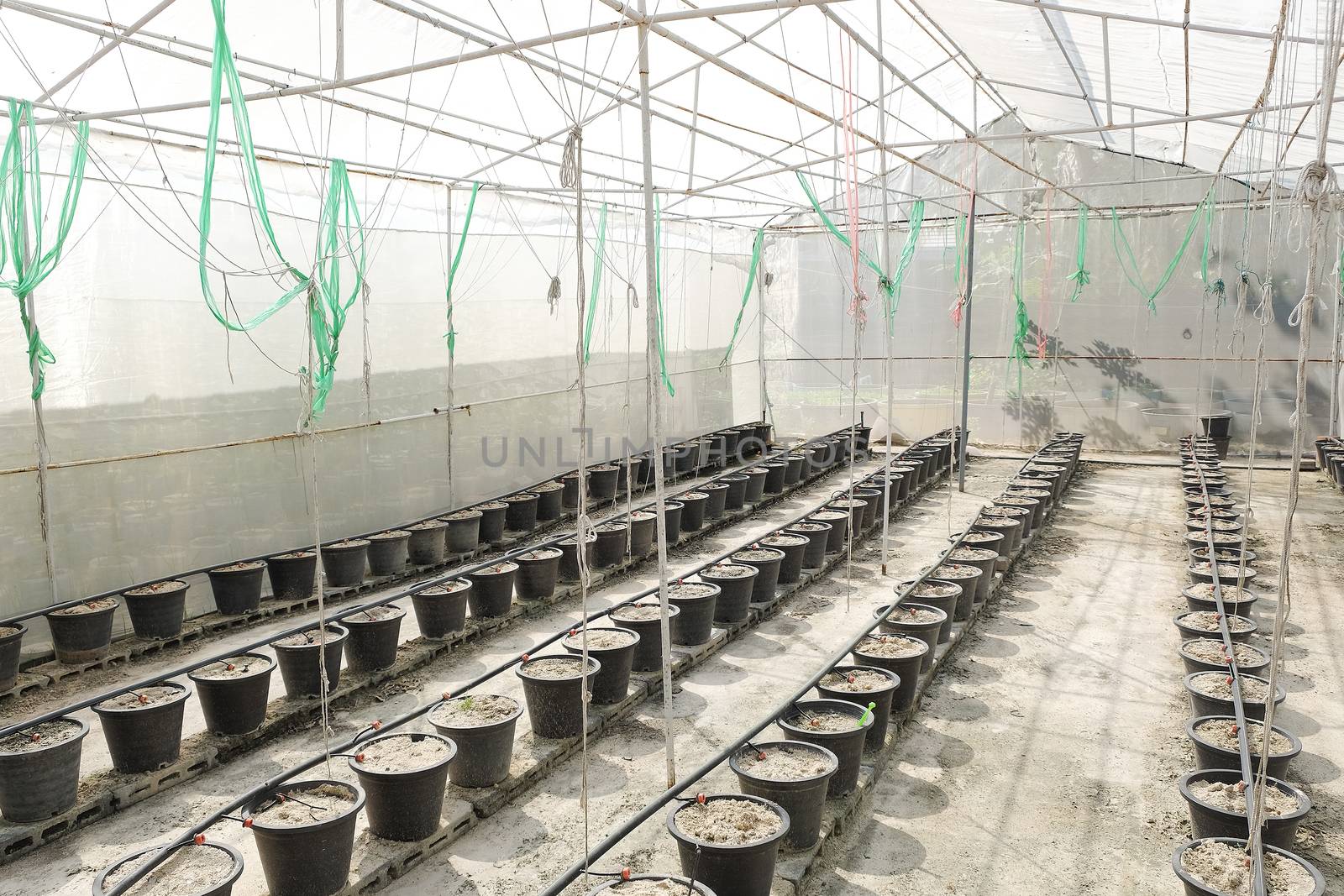 greenhouse, plant nursery