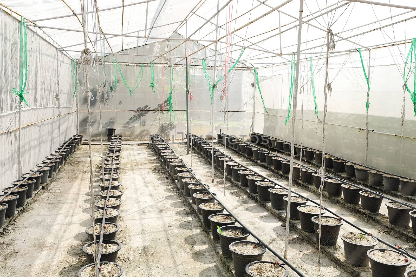 greenhouse, plant nursery