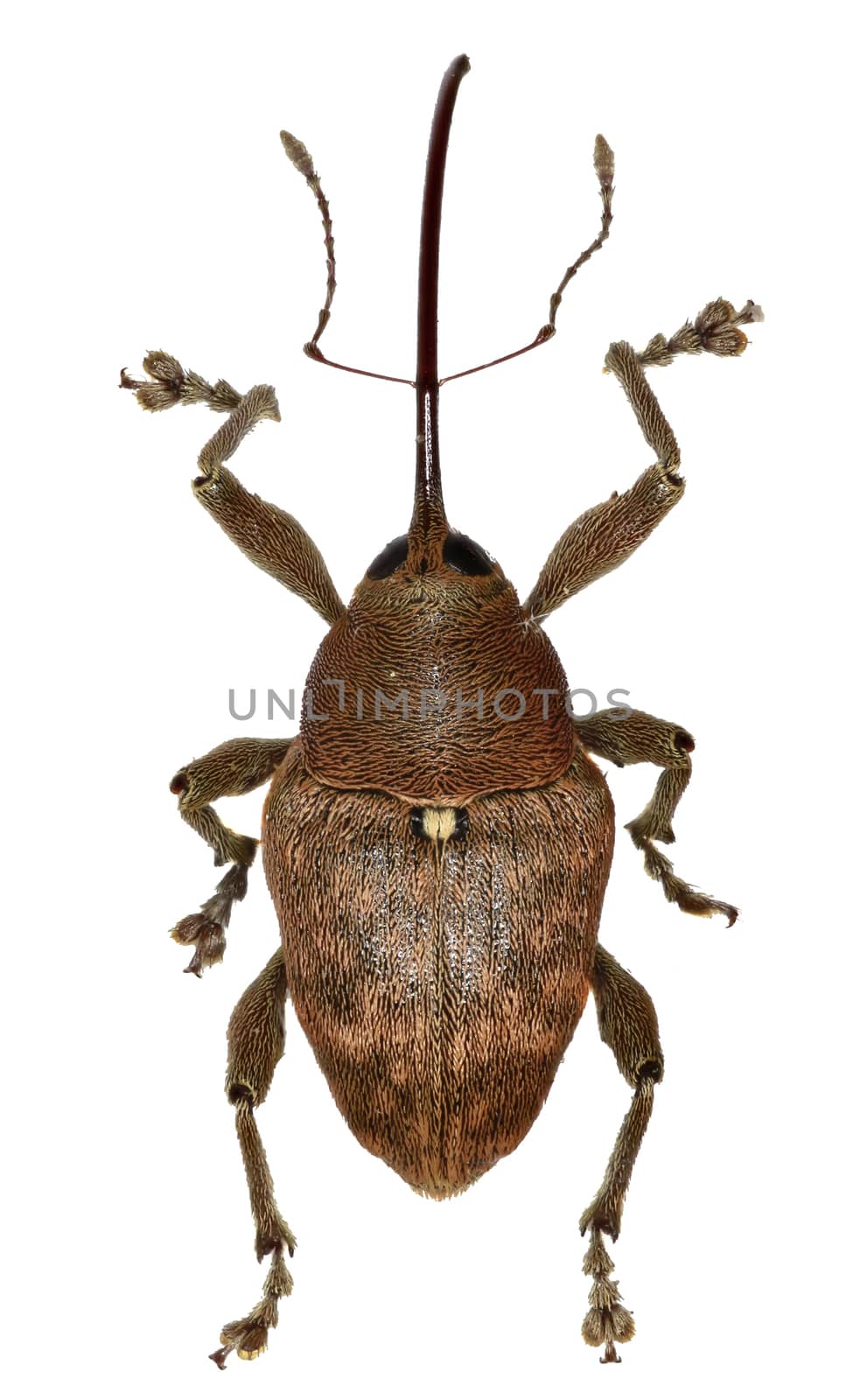 Acorn Weevil on white Background  -  Curculio glandium (Marsham, 1802) by gstalker