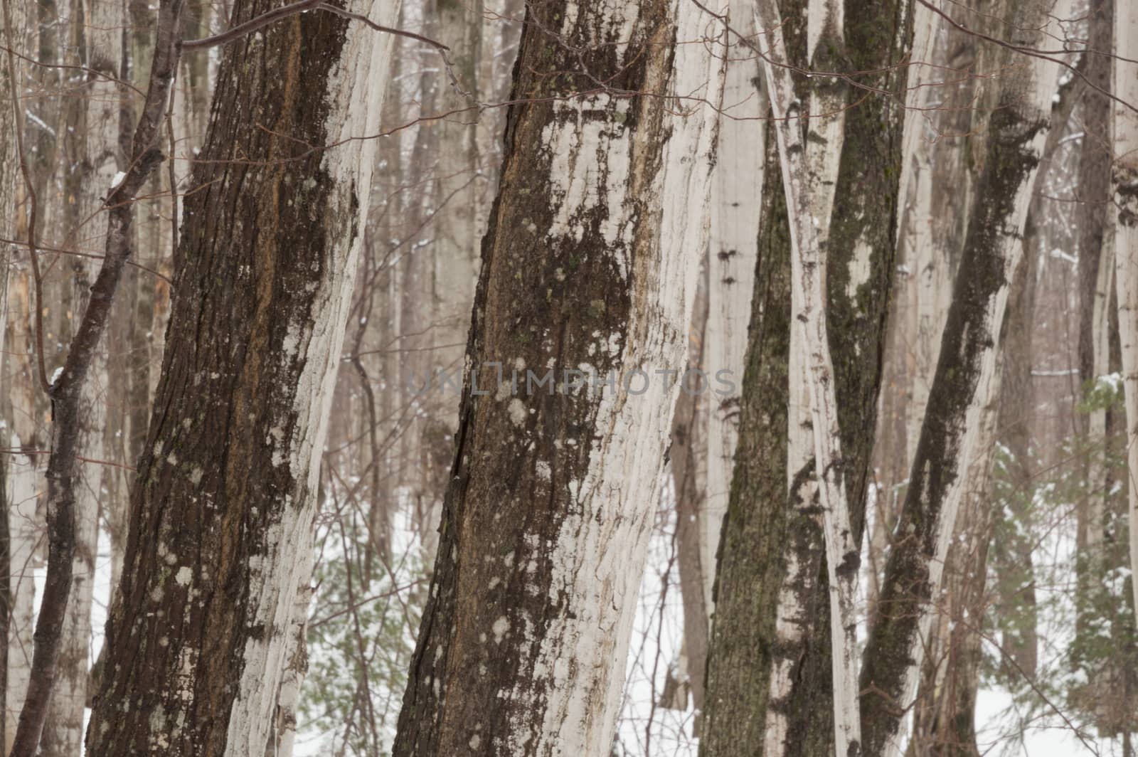 Abstract Maple tree trunks in the winter time in a woodland forest, with lichen and snow.