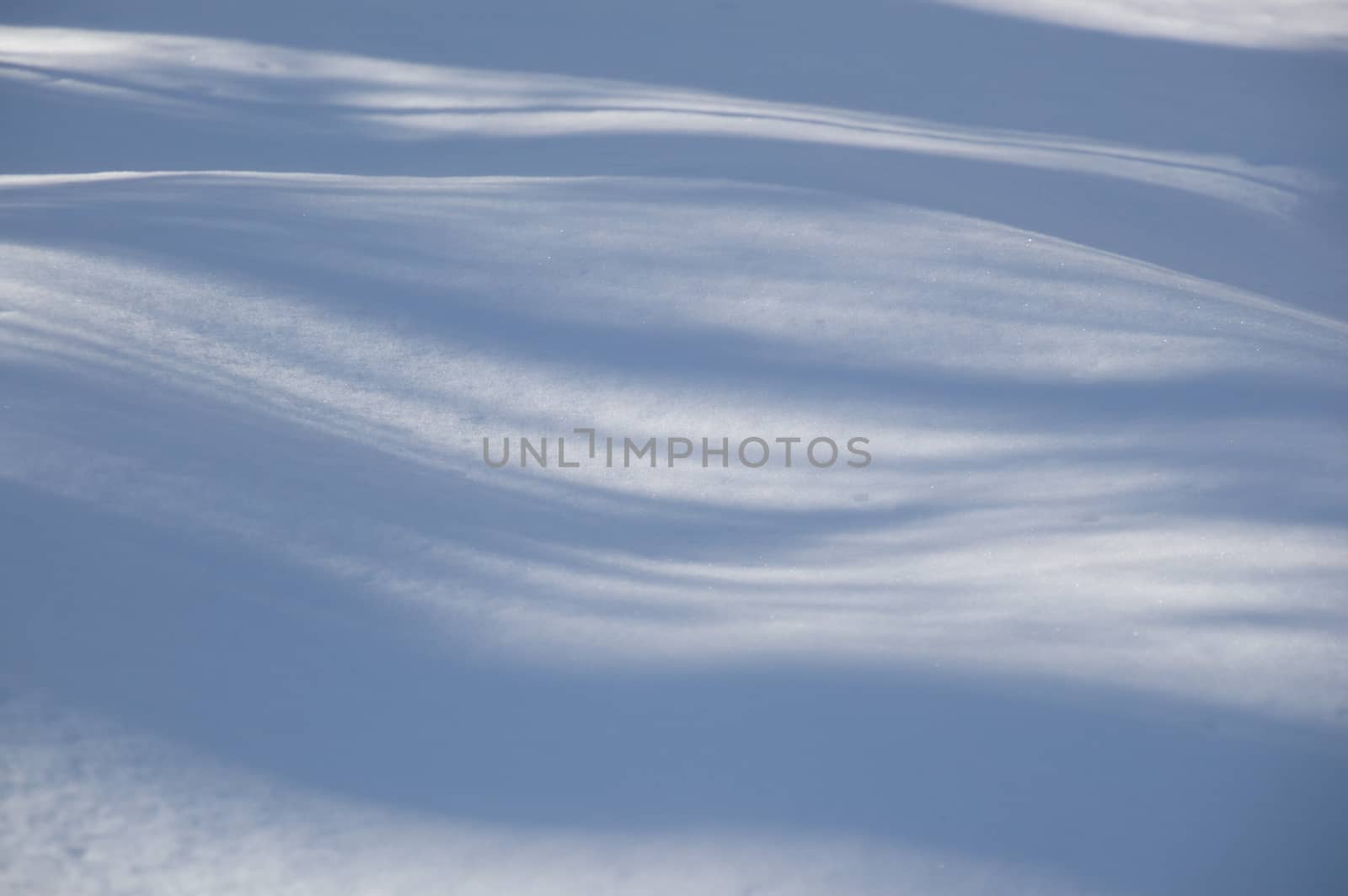 Abstract. Trees casting blue shadows in the fresh snow.  Image has blue undulating lines and shadows in the fresh snow in the foreground.