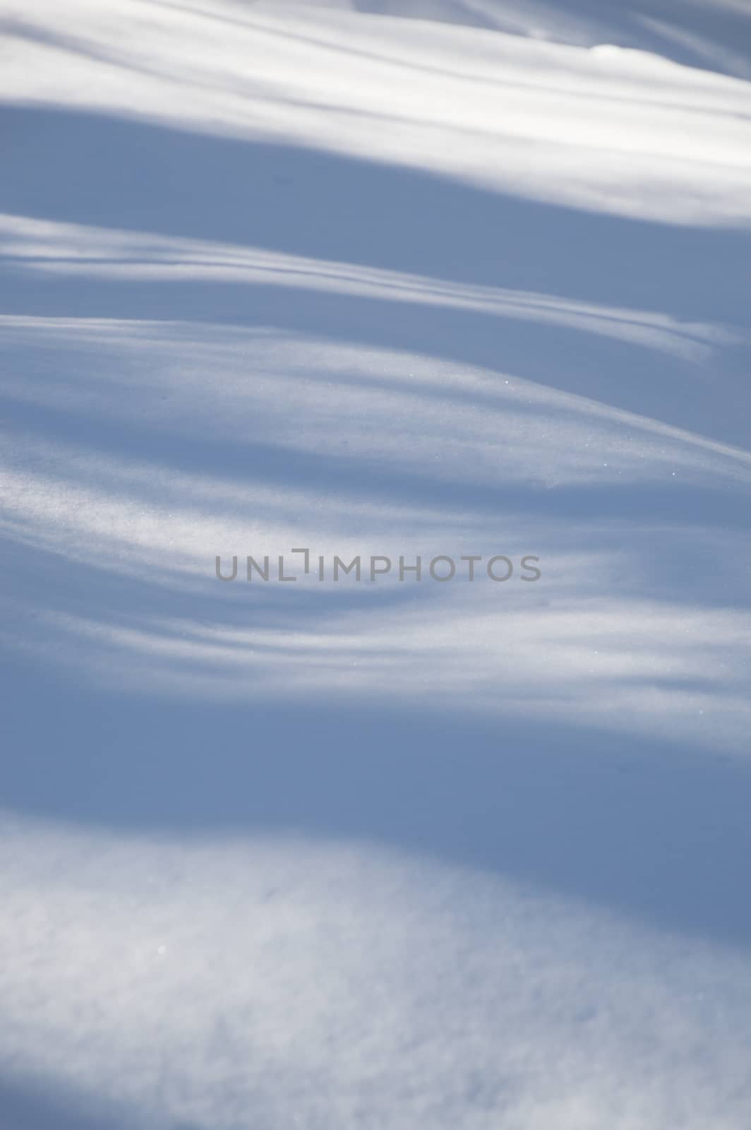 Abstract. Trees casting blue shadows in the fresh snow.  Image has blue undulating lines and shadows in the fresh snow in the foreground.