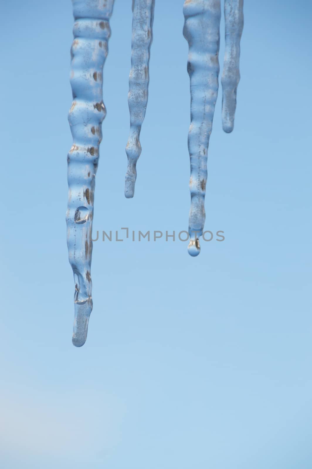 Closeup of icicles against a blue sky/ One has a clear water drop about to fall.