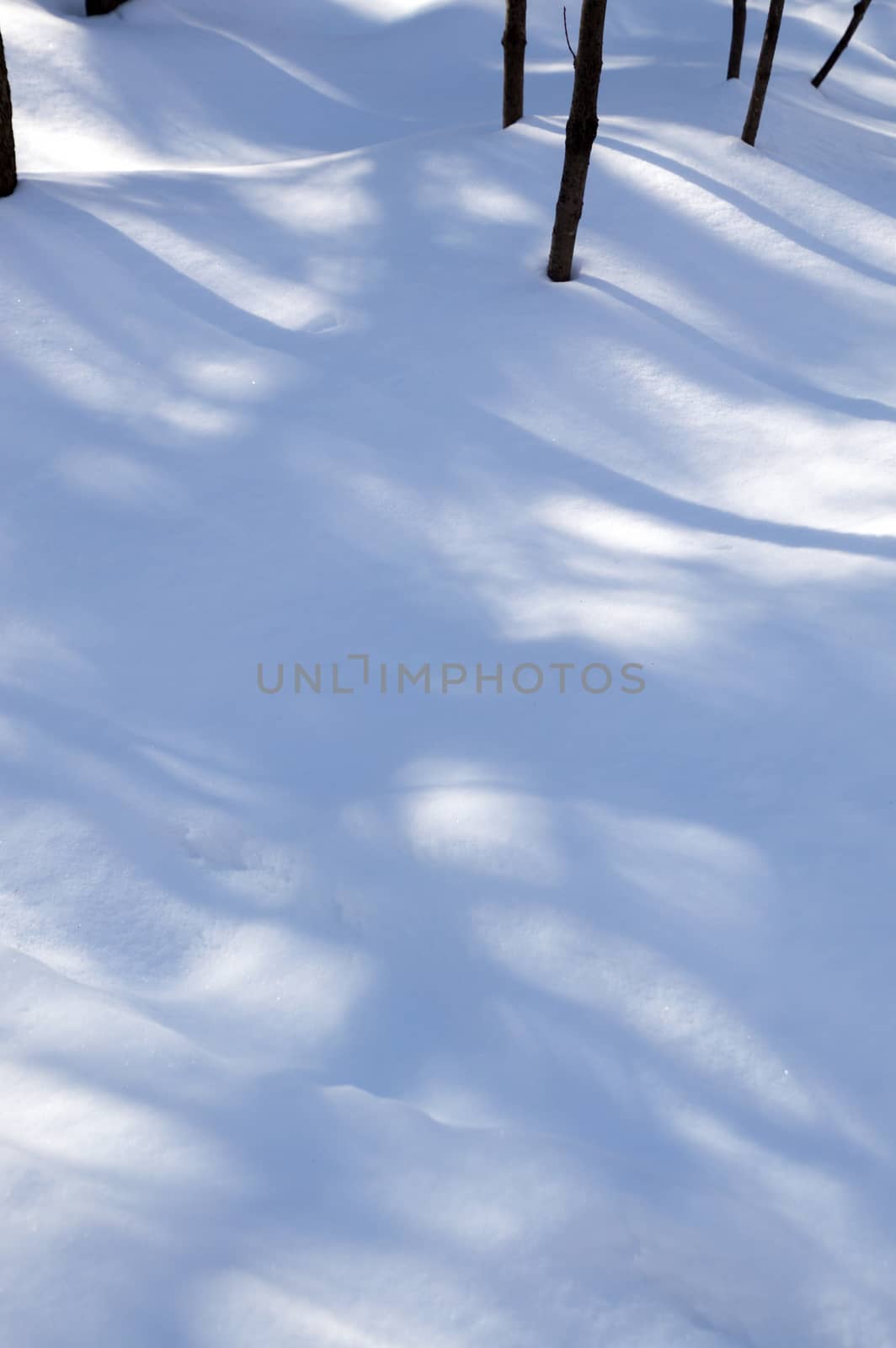 Abstract. Trees casting blue shadows in the fresh snow.  Image has saplings in the background, then blue lines and shadows in the snow in the foreground.