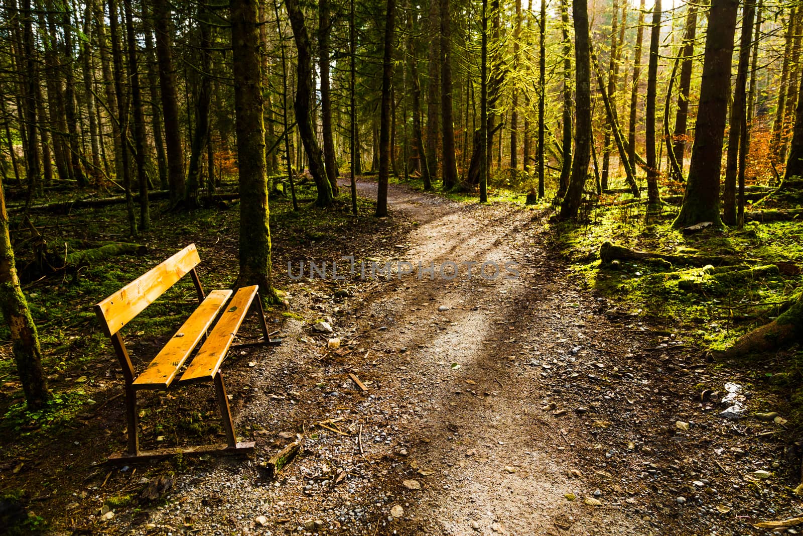Park bench in the woods by kenzo85