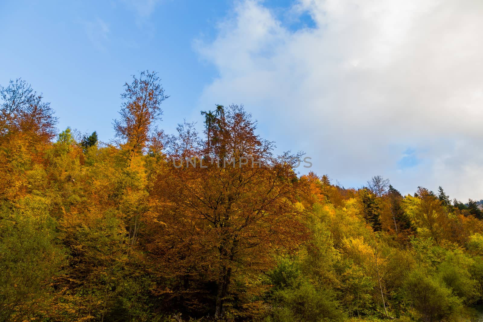 Autumn trees by kenzo85