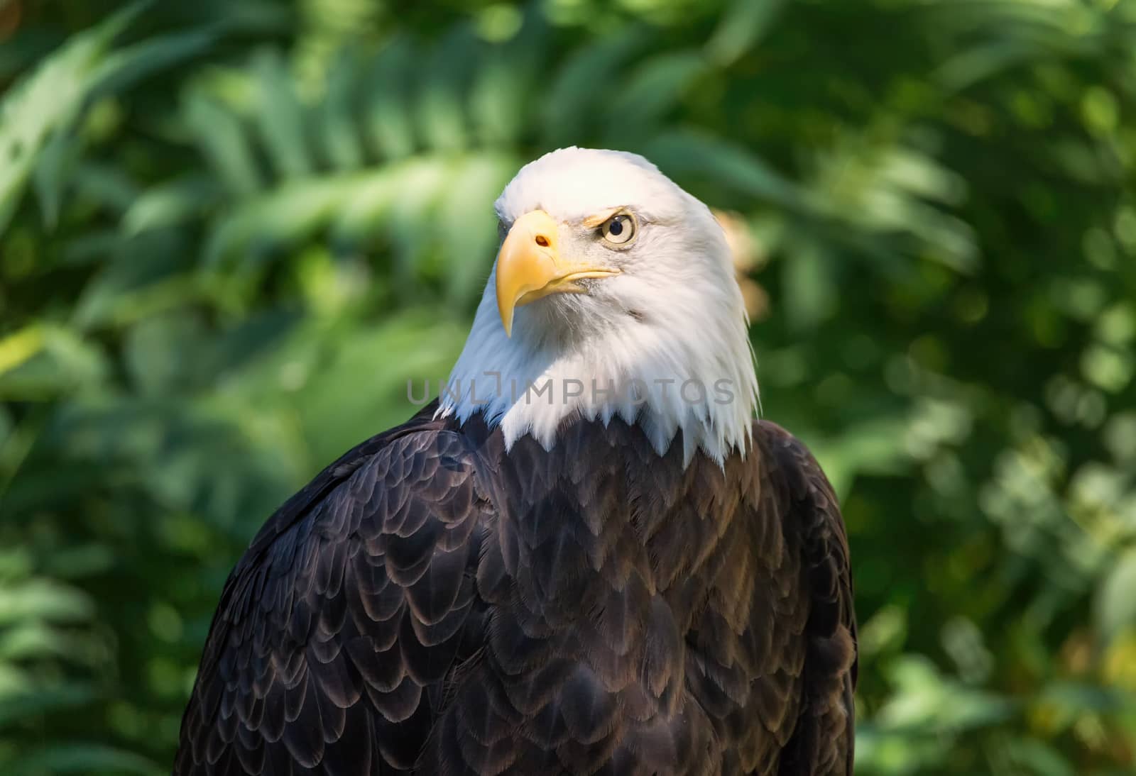 Color portrait of a bald eagle, Oregon, USA