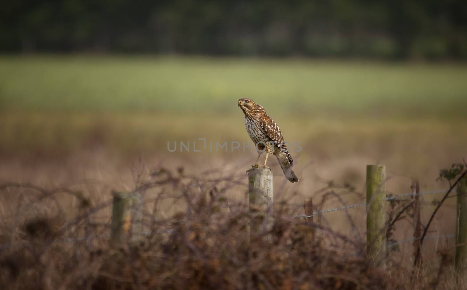 A wild hawk is perched on a fence post and looking on.