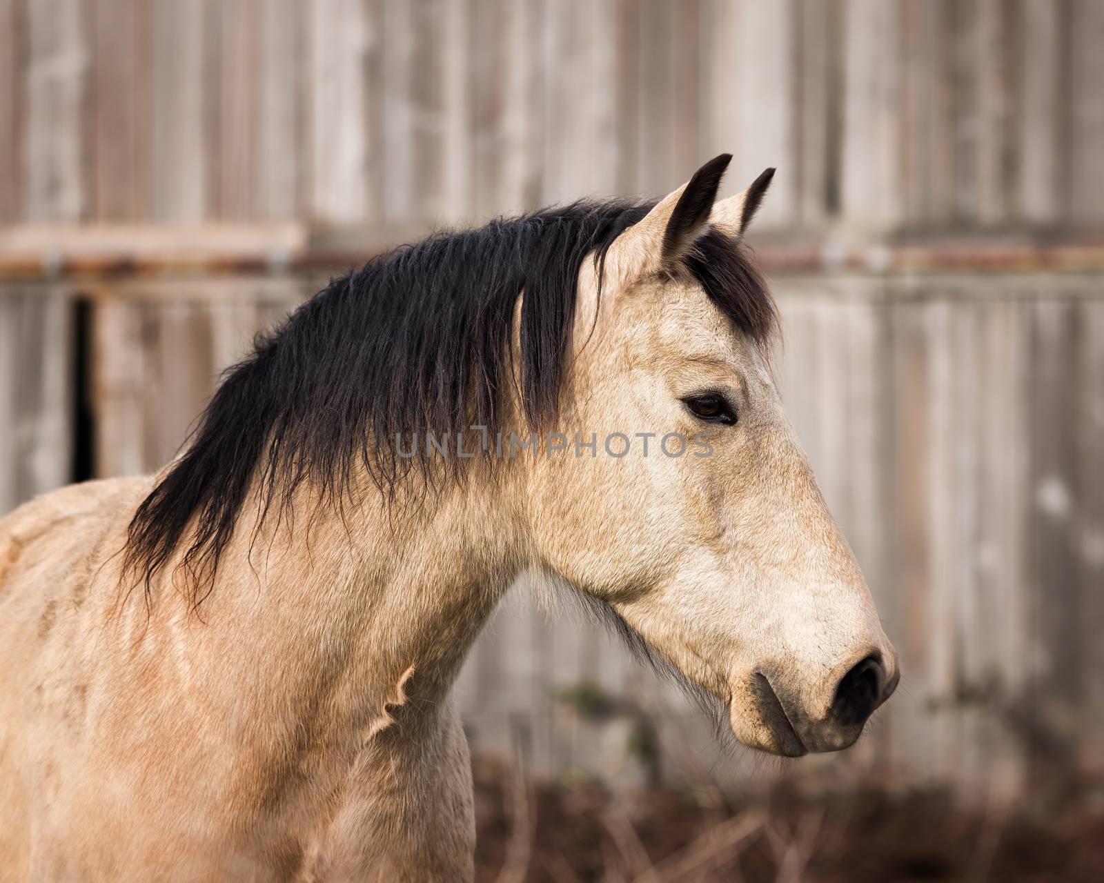 Horse Portrait at His Barn by backyard_photography