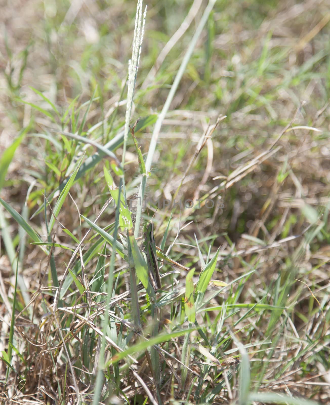 Spur-throated grasshopper on a blade of grass in a field