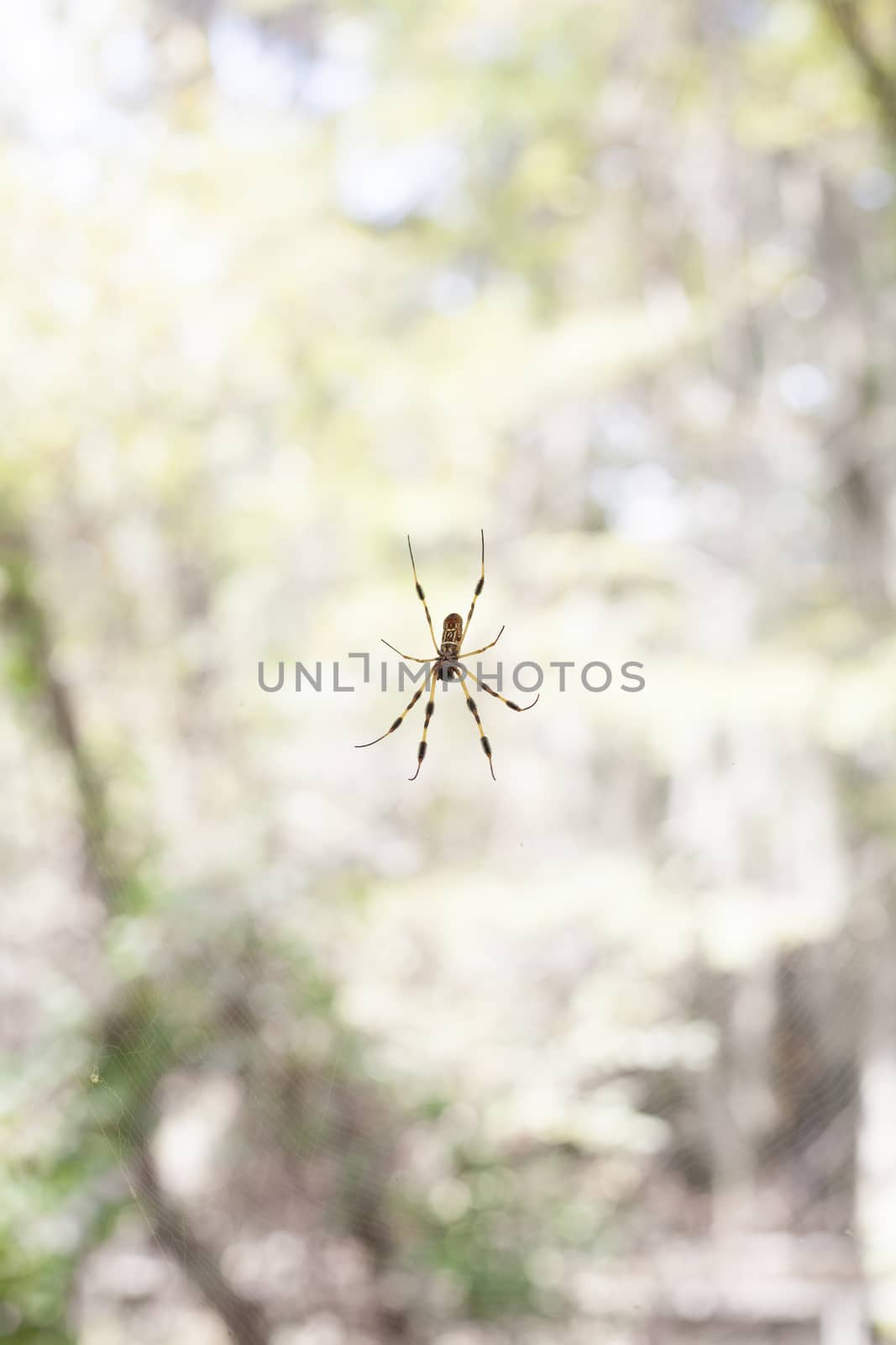 Spider hanging from its web