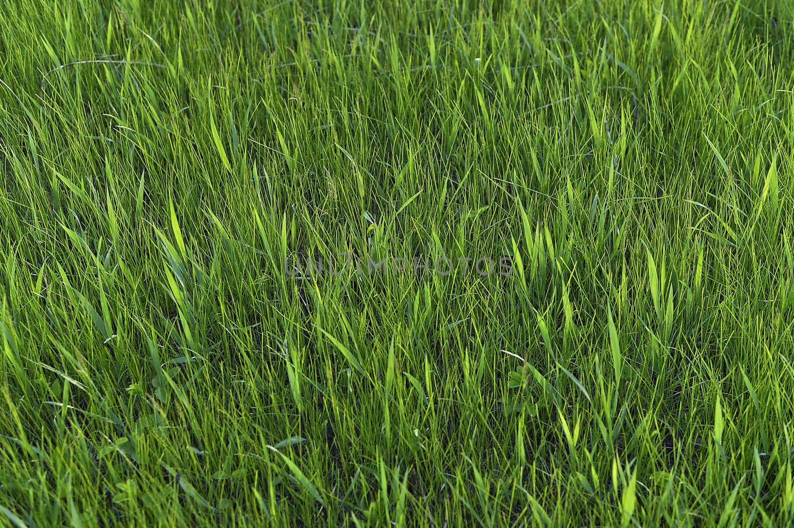Green grass. natural background texture. fresh spring green grass.