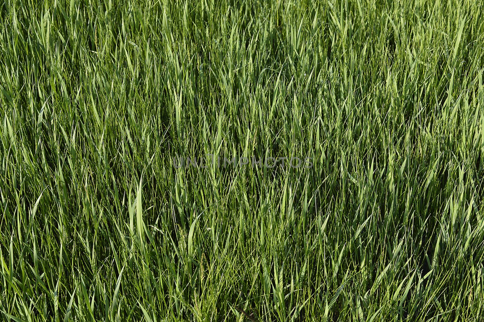 Green grass. natural background texture. fresh spring green grass.