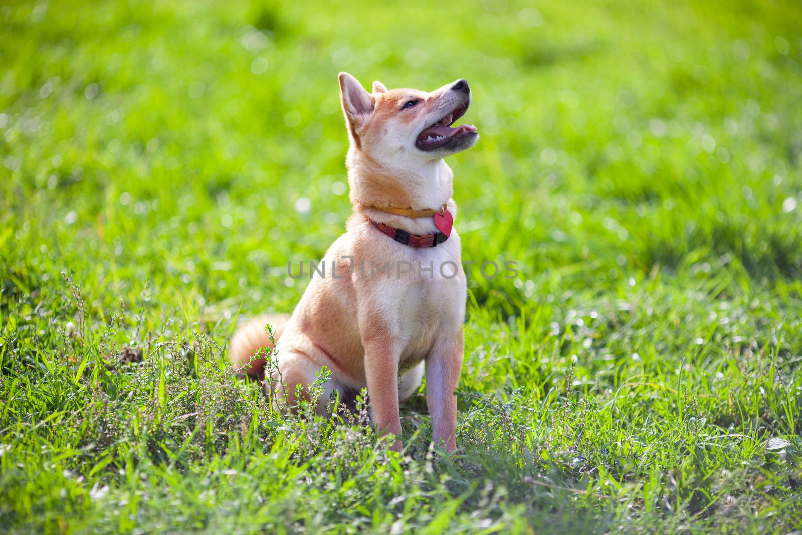 A young shiba inu sits in the park.