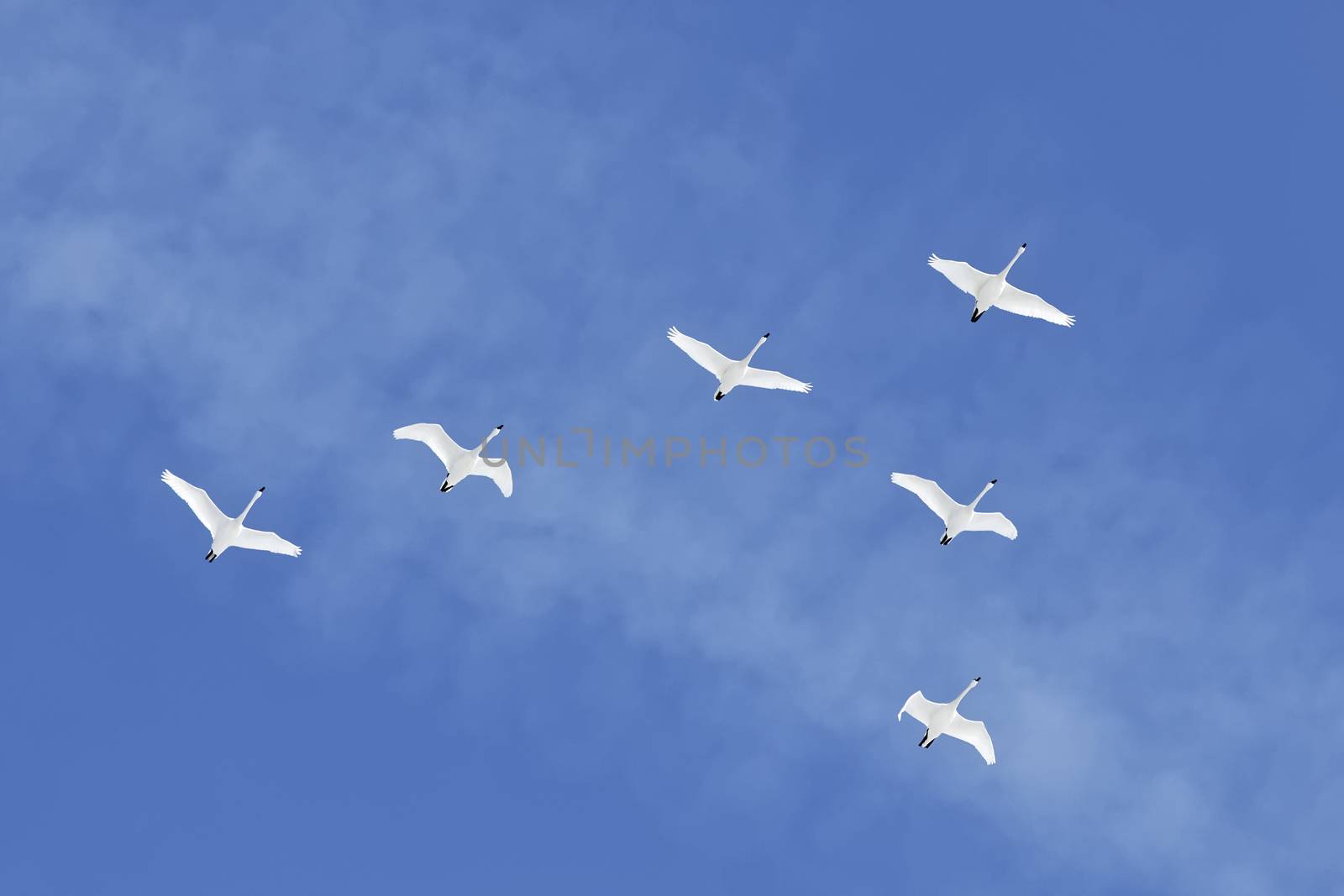 Migrating Tundra Swans ( Cygnus columbianus ) fly in V- formation after a layover in Lancaster County Pennsylvania USA. This swan is similar to the Whistling Swan and Trumpeter Swan.