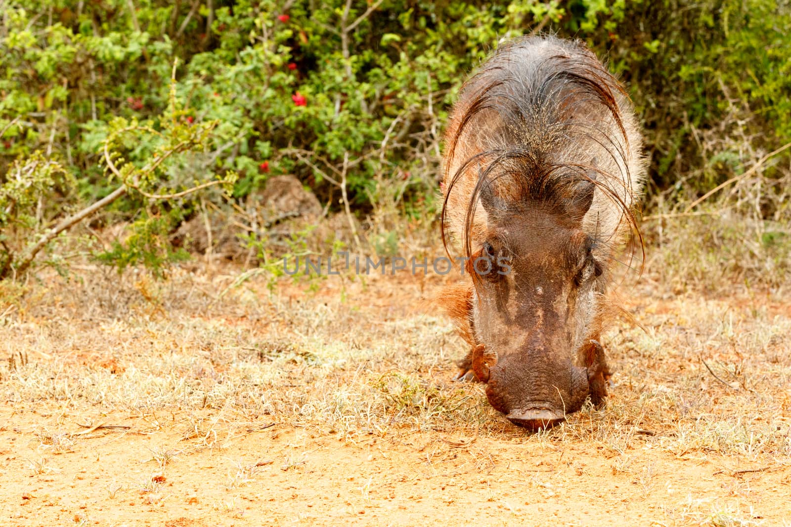 Front view of a common warthog in the field.