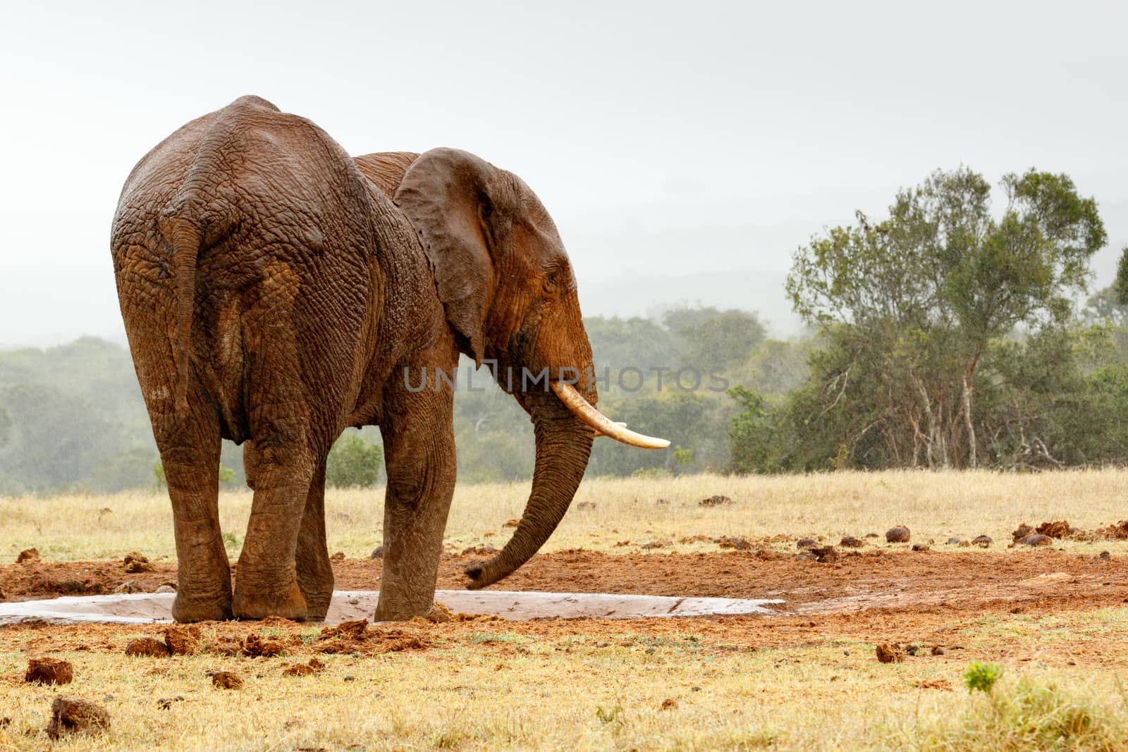 Bush Elephant standing sideways at the watering hole.